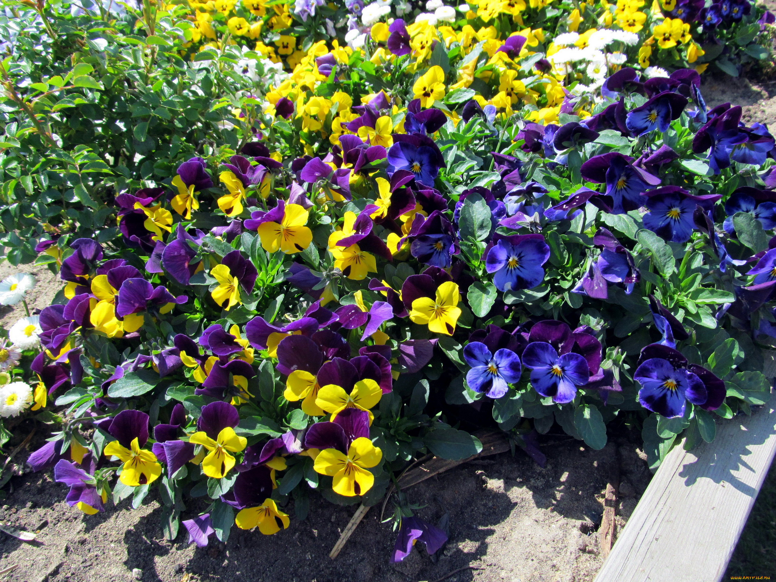 цветы, анютины, глазки, , садовые, фиалки, много