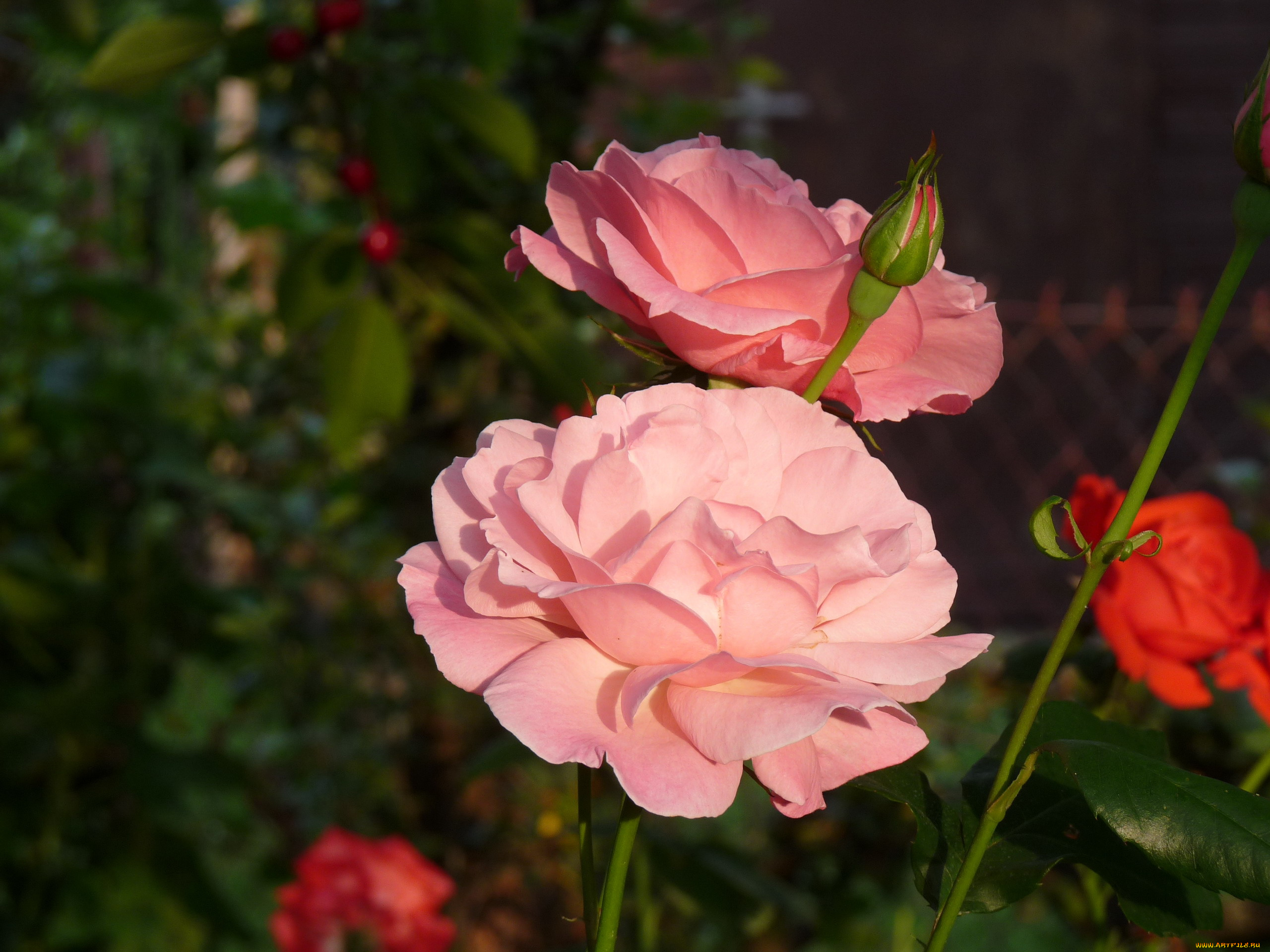 цветы, розы, розовый