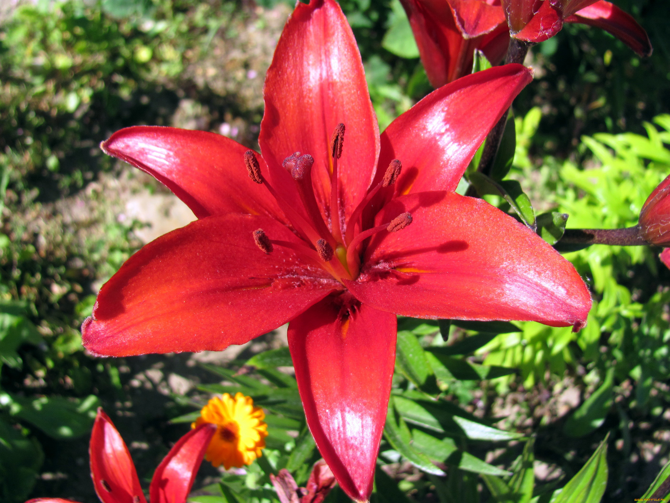 цветы, лилии, , лилейники, красный