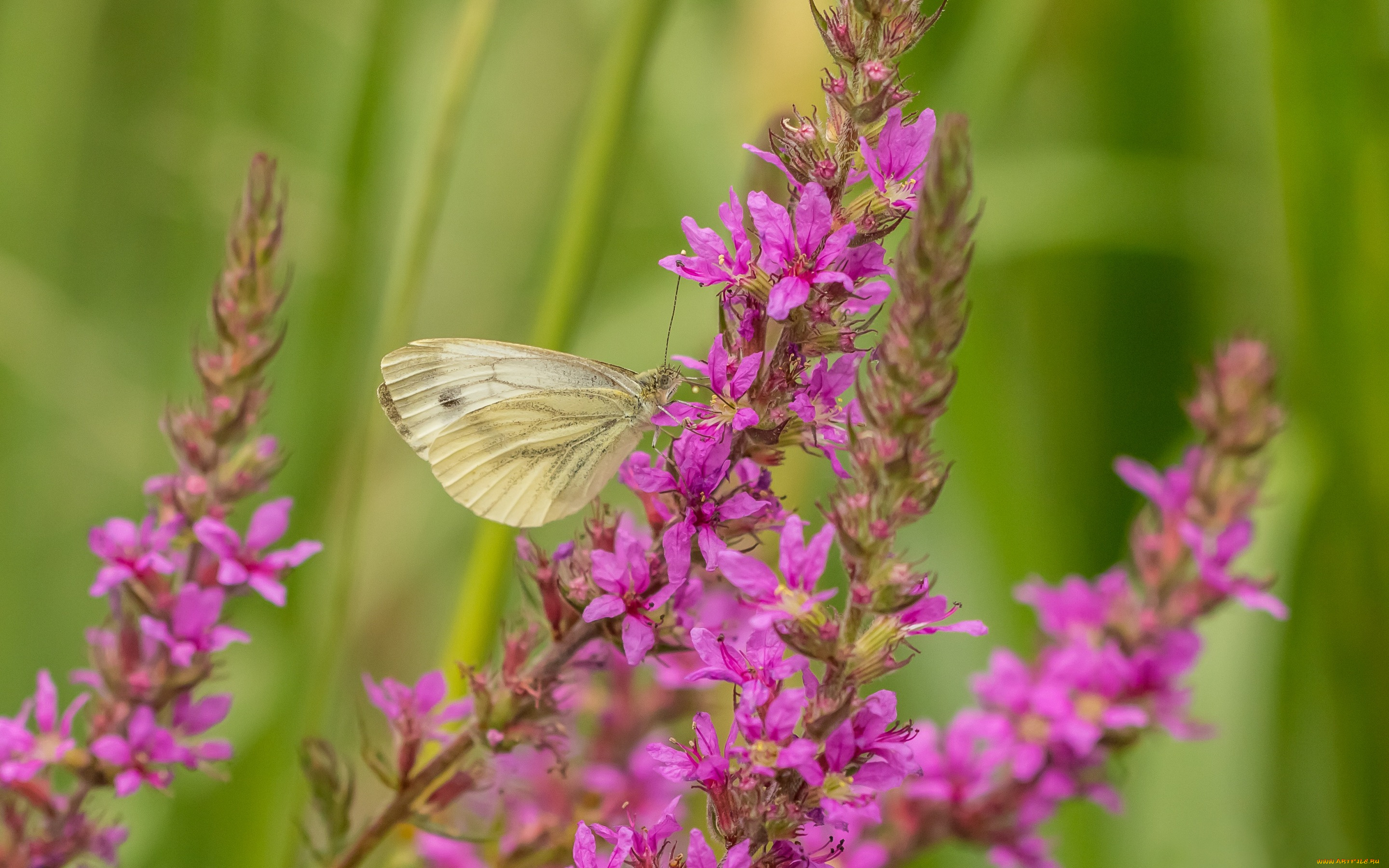 животные, бабочки, , мотыльки, , моли, бабочка, макро, цветы
