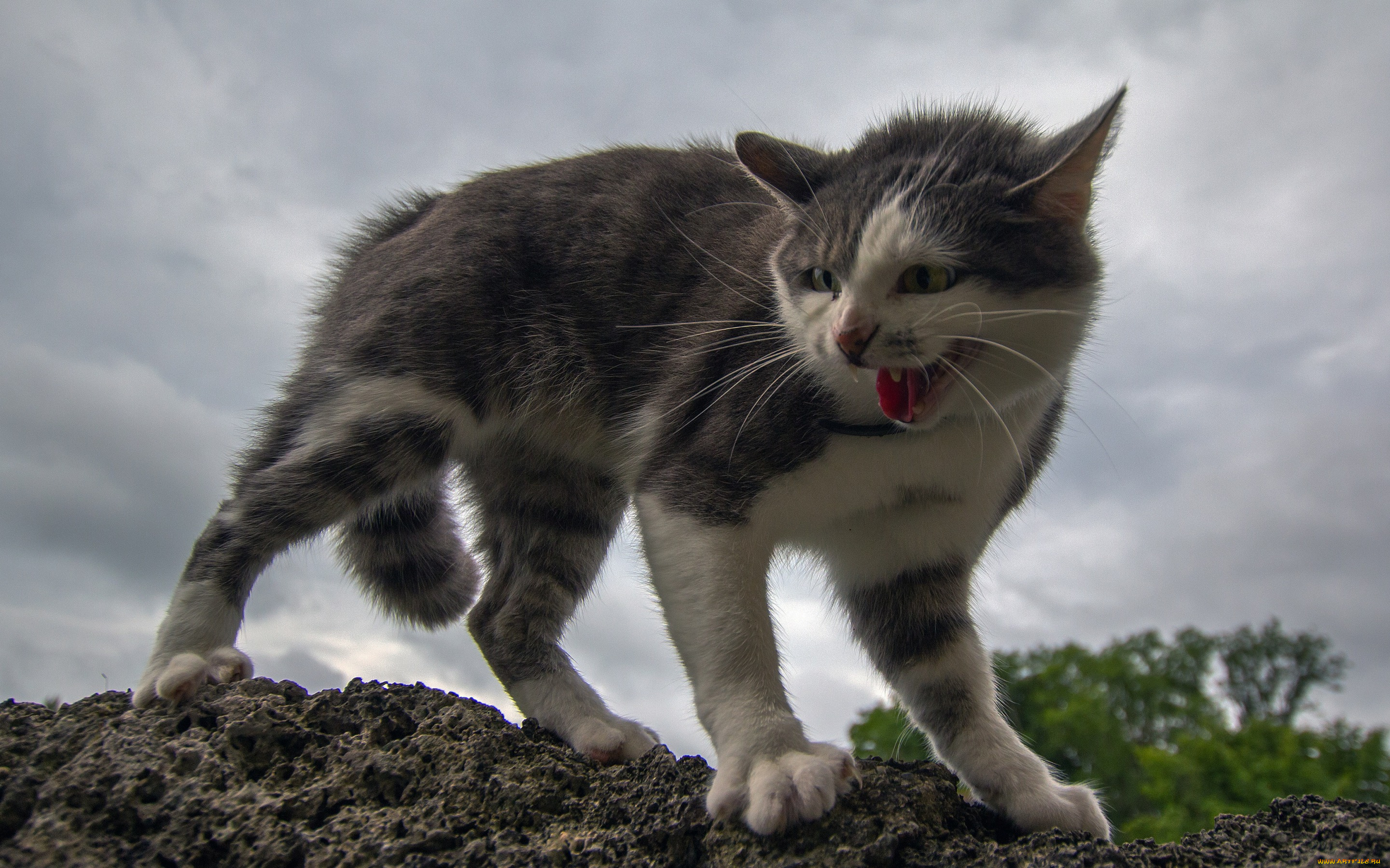 животные, коты, кошка, котёнок