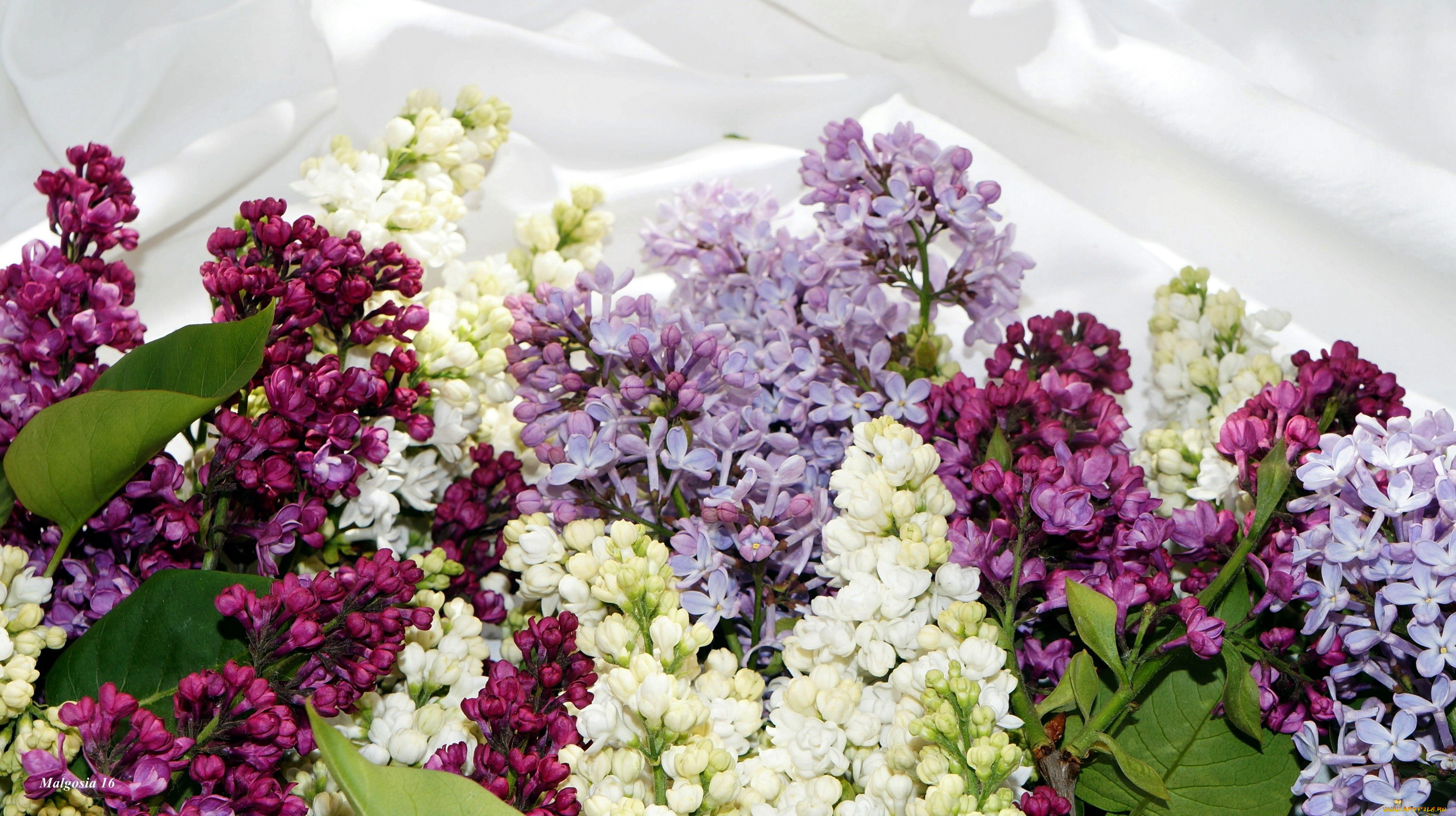 цветы, сирень, гроздья