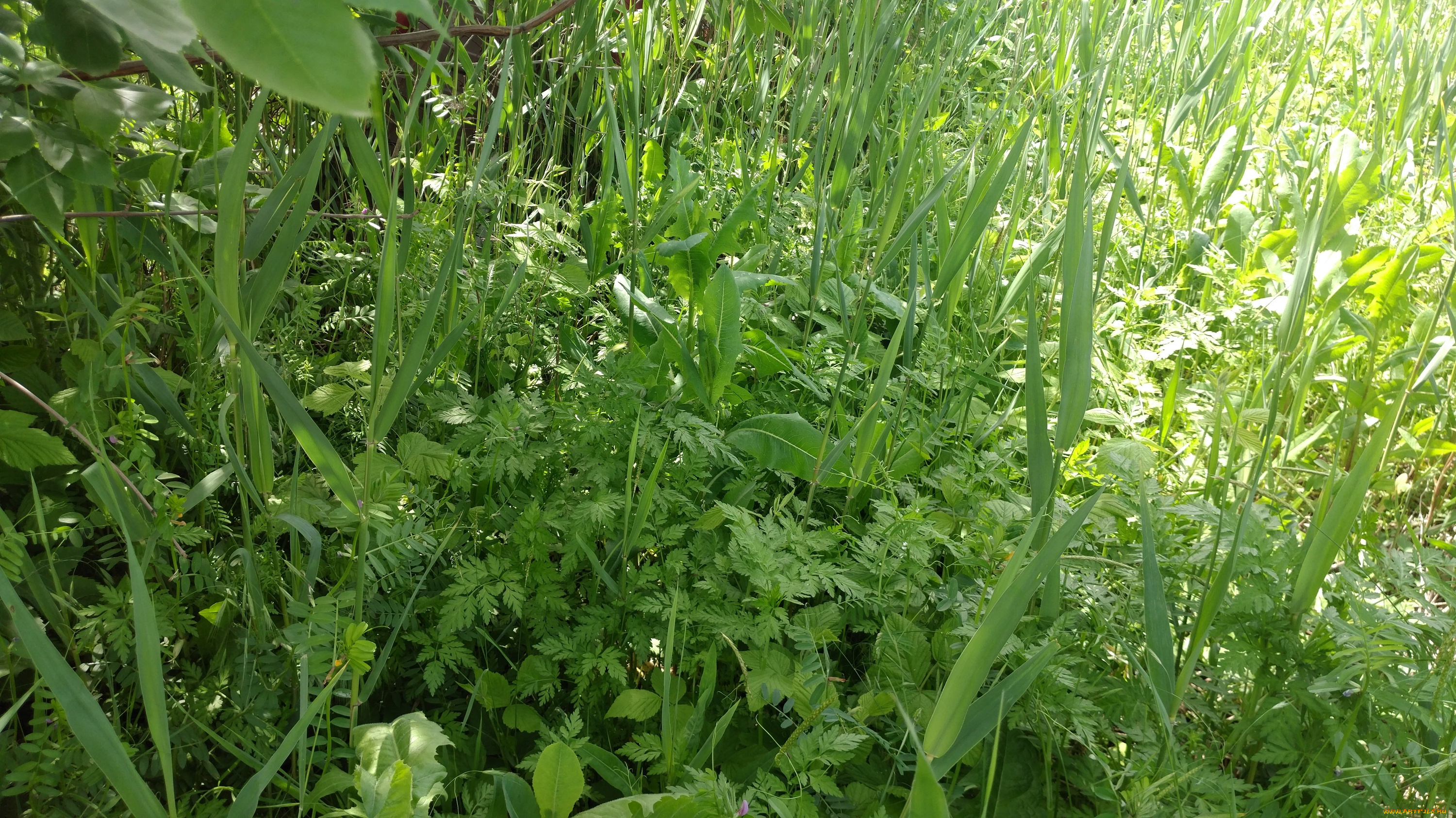 природа, макро, трава