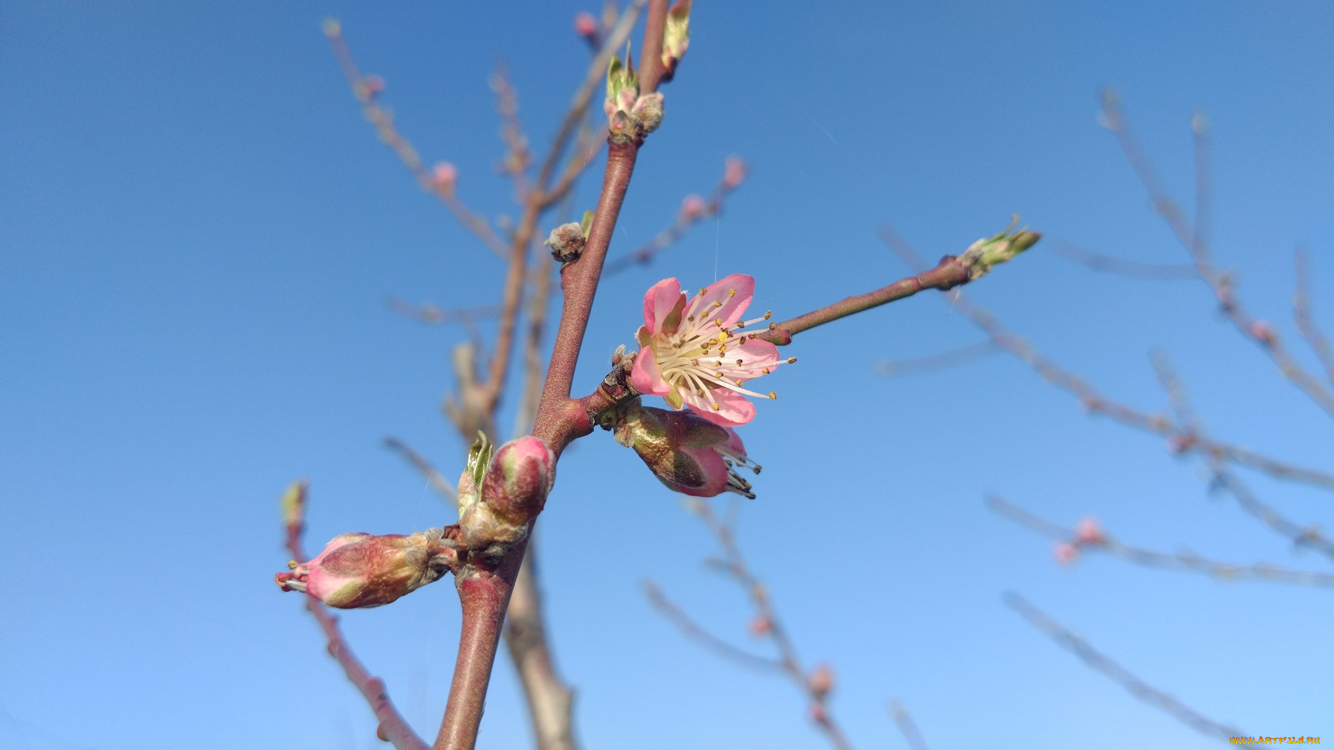 цветы, цветущие, деревья, , , кустарники, весна, 2018