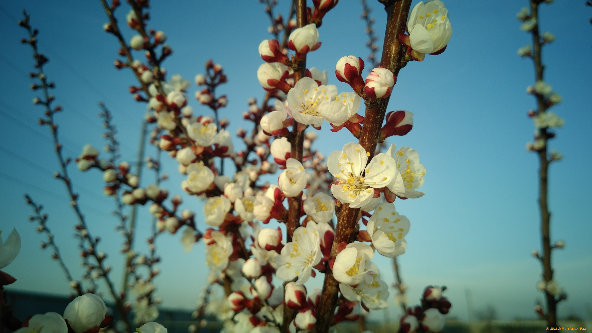 цветы, цветущие, деревья, , , кустарники, весна, 2018