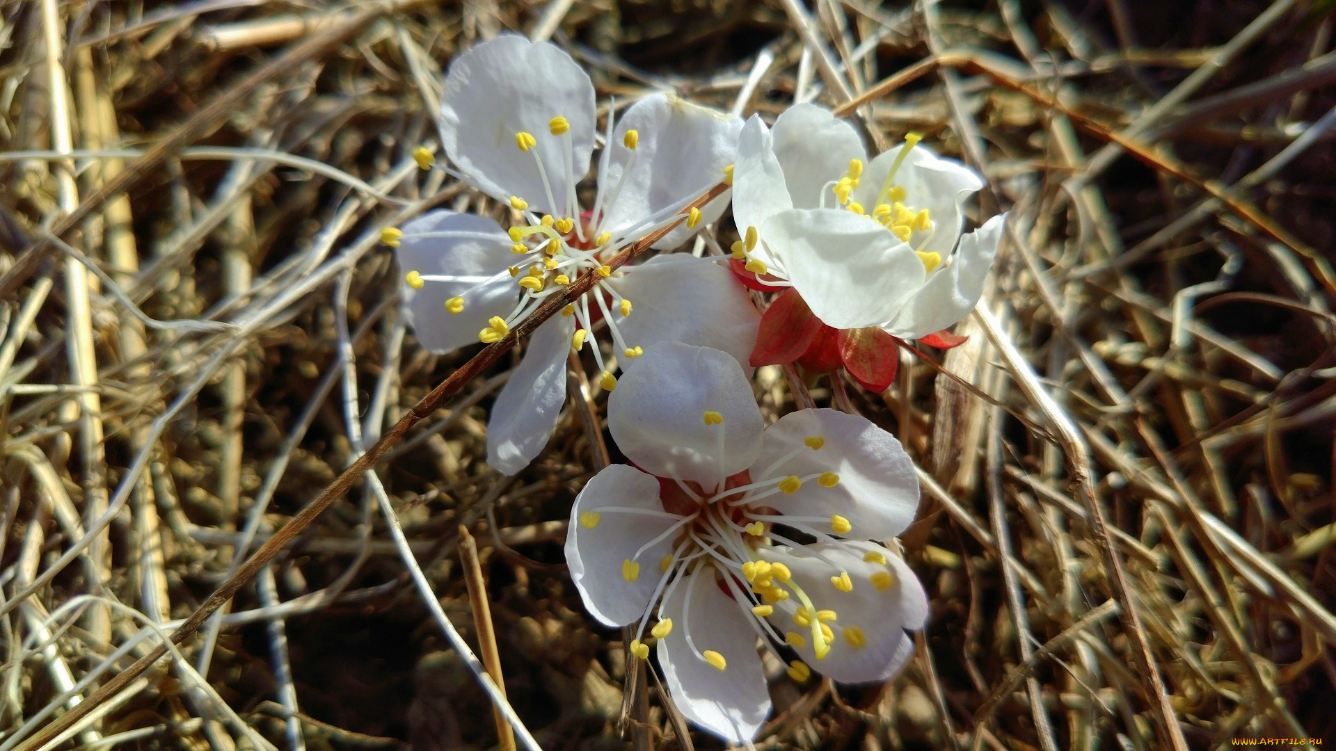 цветы, цветущие, деревья, , , кустарники, весна, 2018
