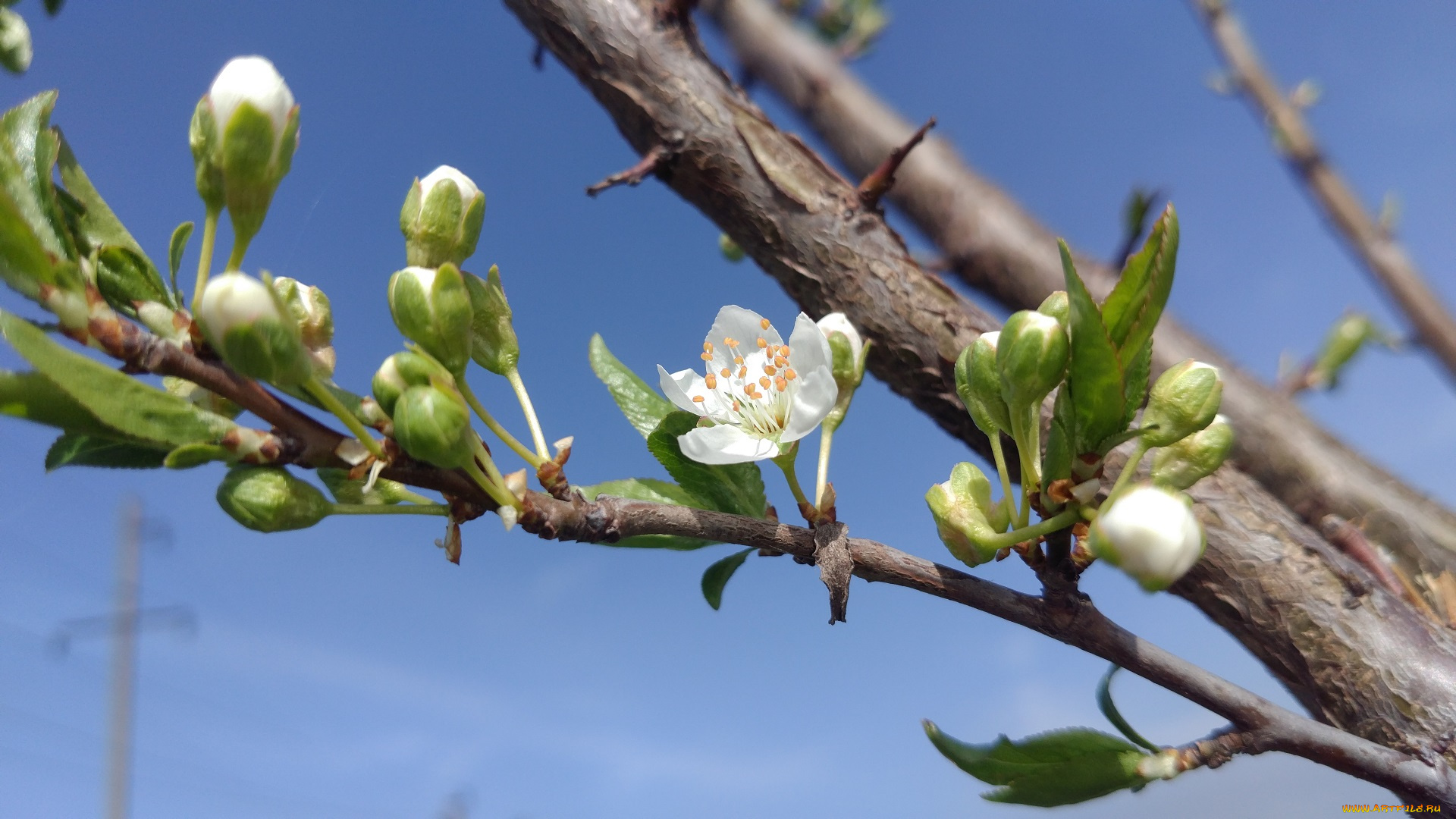 цветы, цветущие, деревья, , , кустарники, весна, 2018
