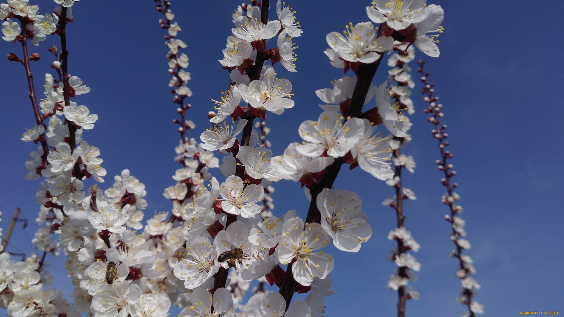 цветы, цветущие, деревья, , , кустарники, весна, 2018