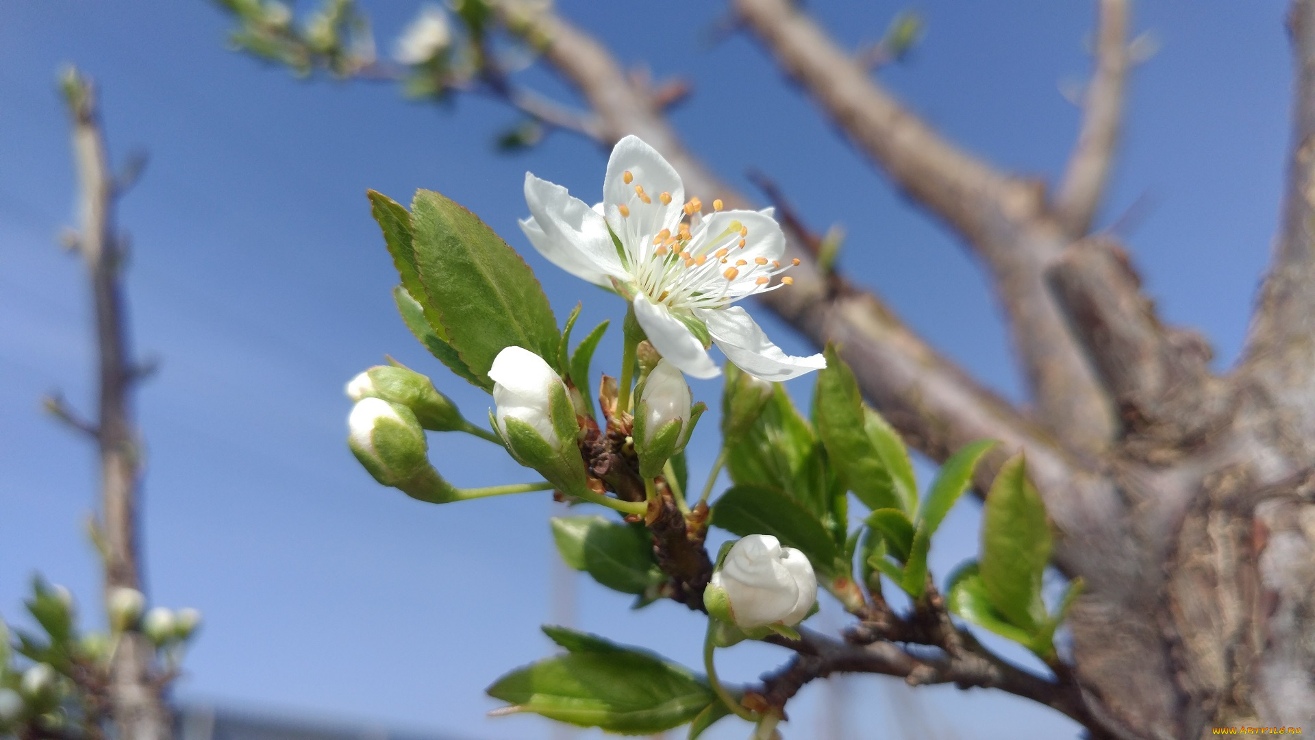 цветы, цветущие, деревья, , , кустарники, весна, 2018
