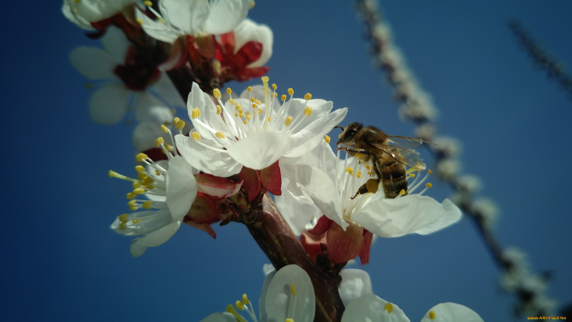 цветы, цветущие, деревья, , , кустарники, весна, 2018