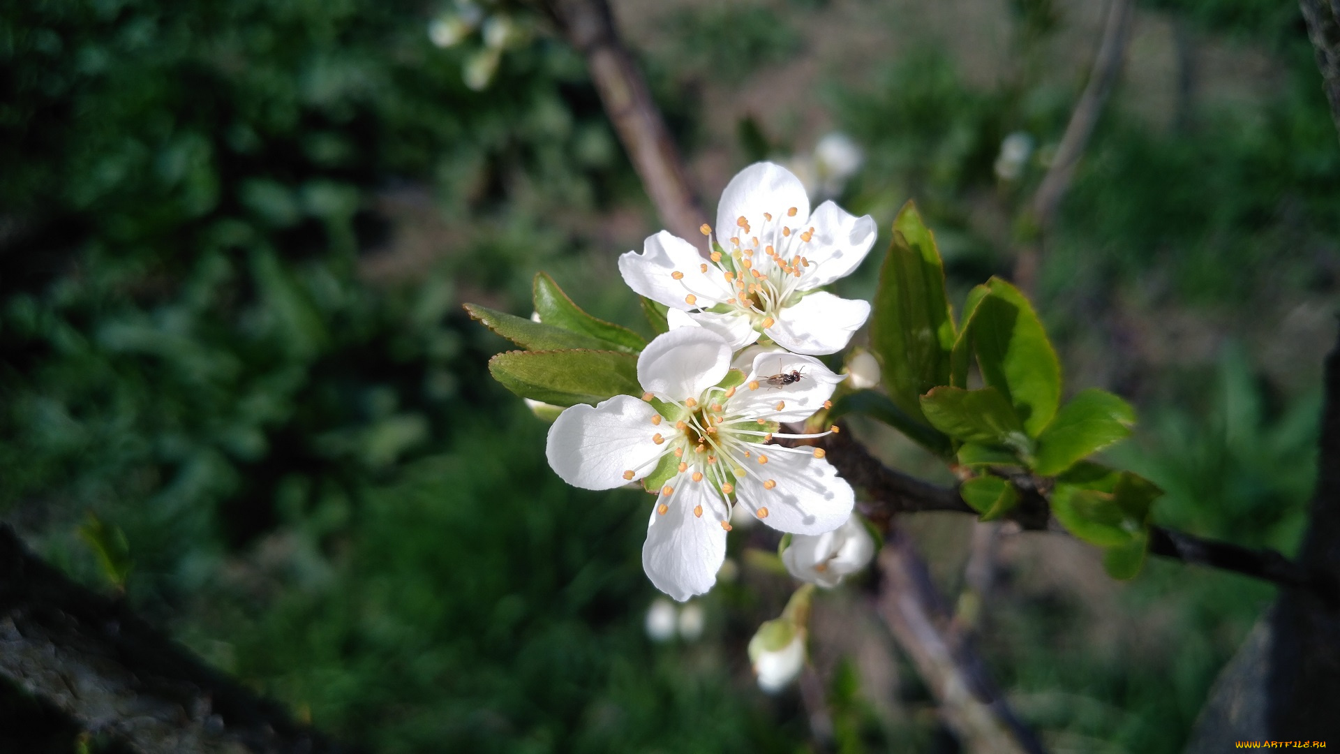 цветы, цветущие, деревья, , , кустарники, весна, 2018