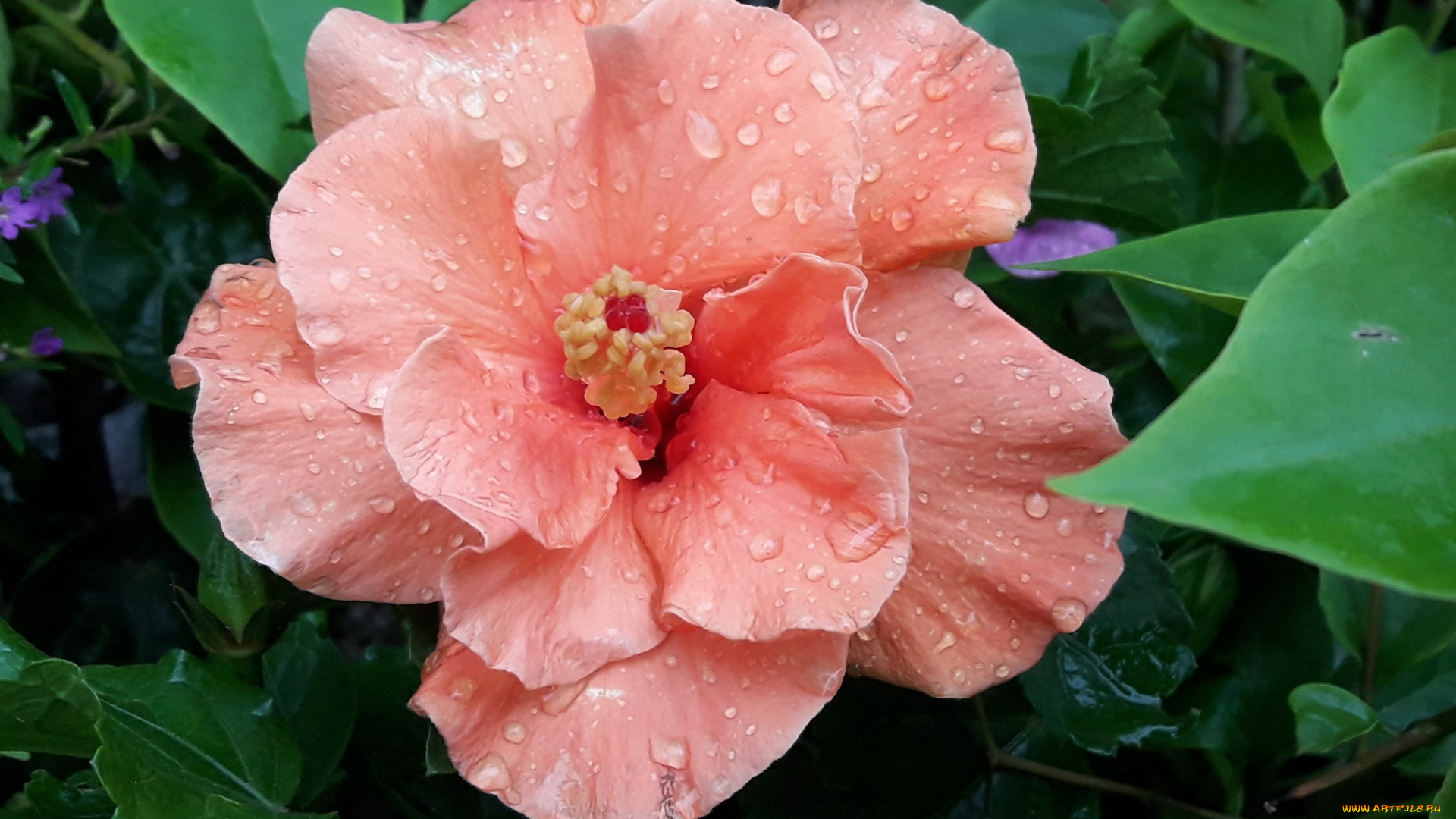 цветы, гибискусы, макро