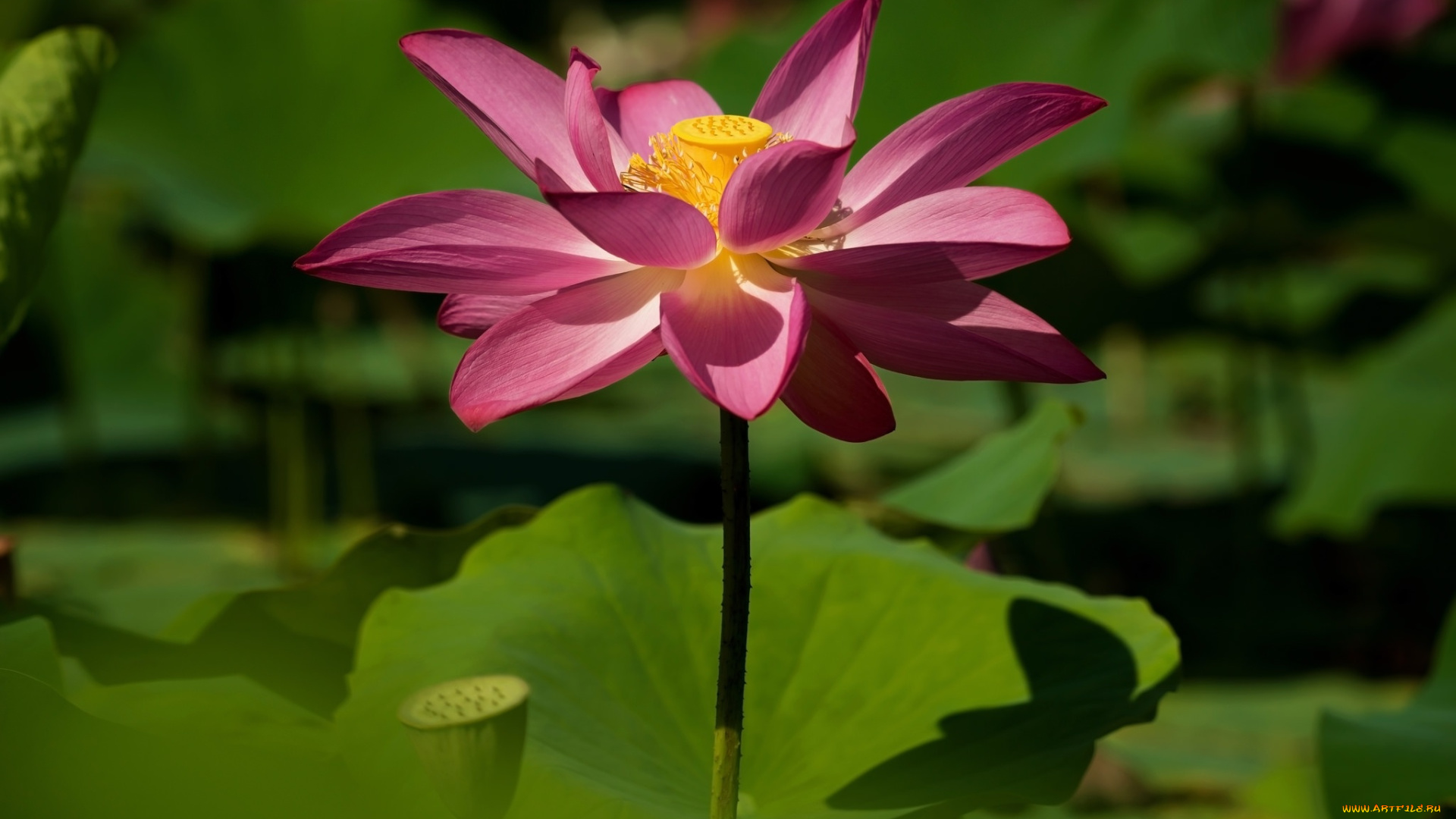 цветы, лотосы, цветок, боке, листья