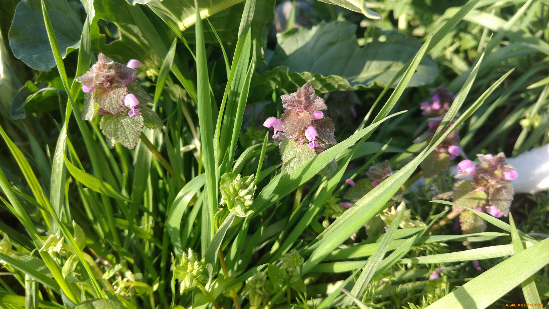 цветы, луговые, , полевые, , цветы, весна, 2018