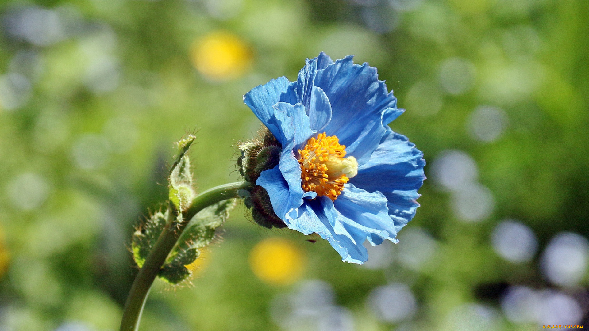 цветы, маки, голубой, мак, лето, меконопсис
