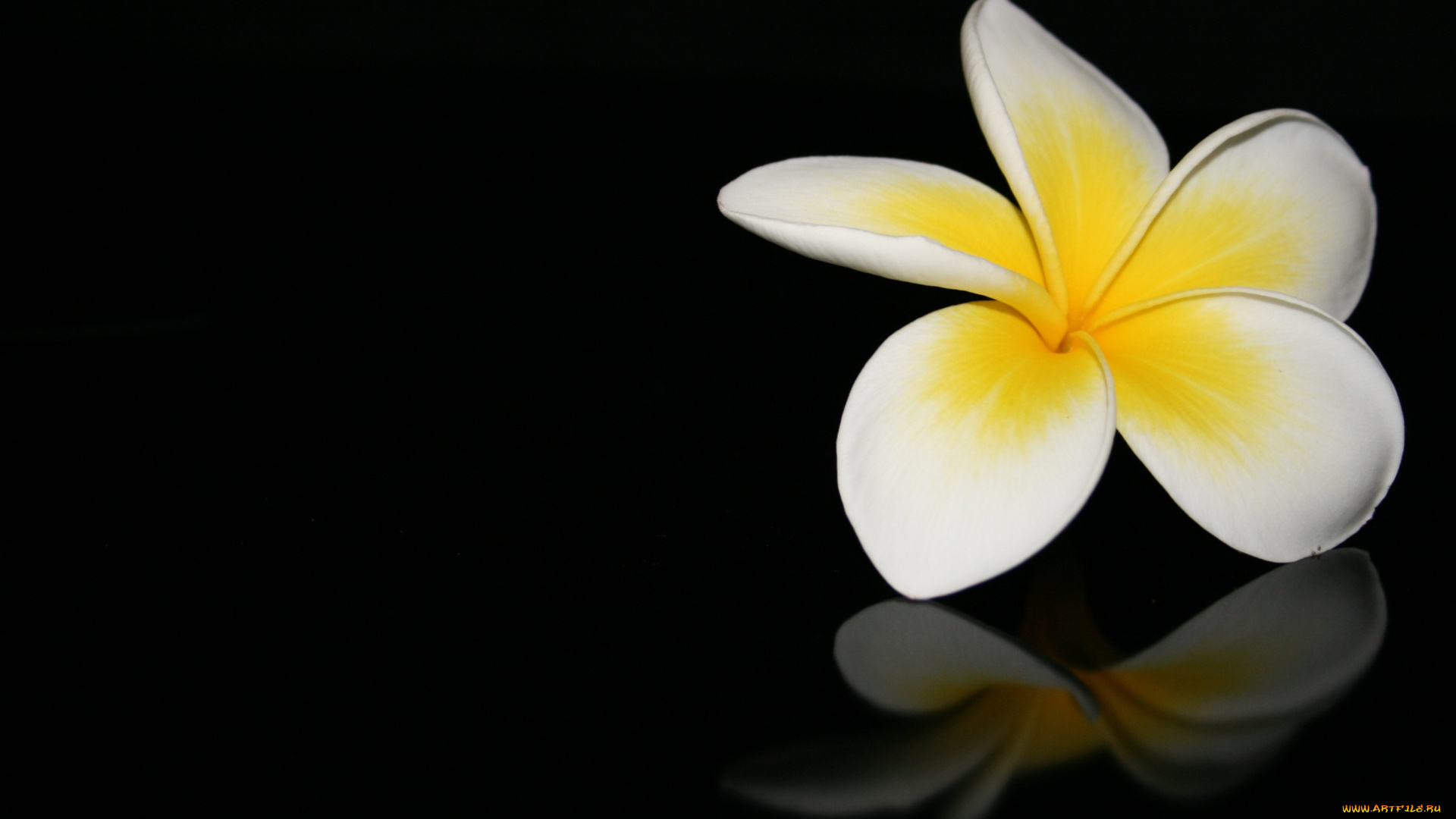 цветы, плюмерия, черный, фон, макро, отражение, цветок