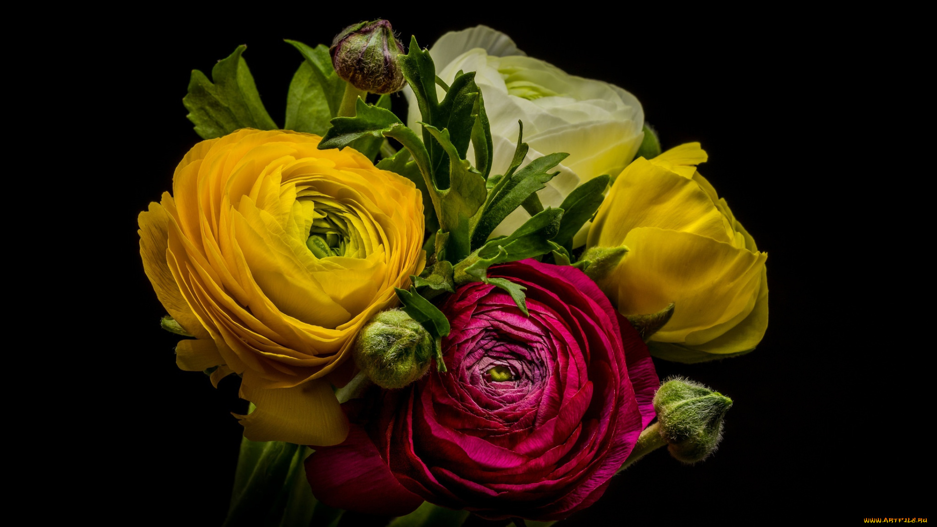 цветы, ранункулюс, , азиатский, лютик, ранункулюс, лютик, букет