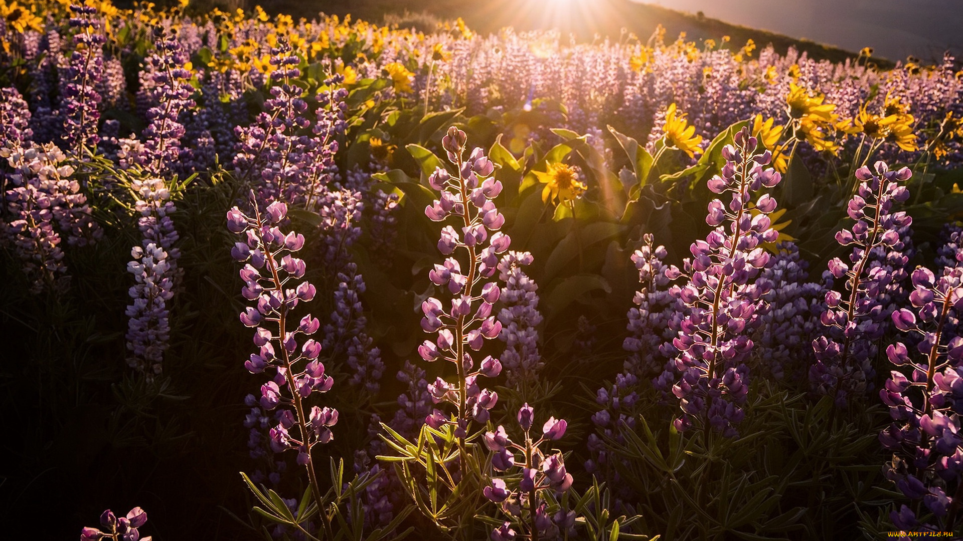 цветы, разные, вместе, свет, утро