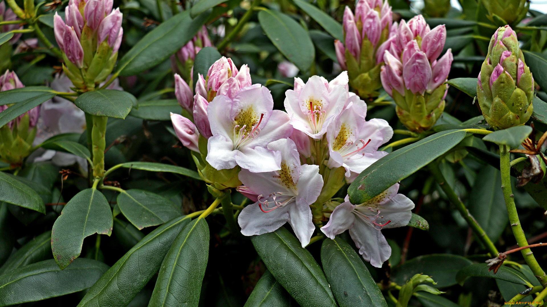 цветы, рододендроны, , азалии, куст