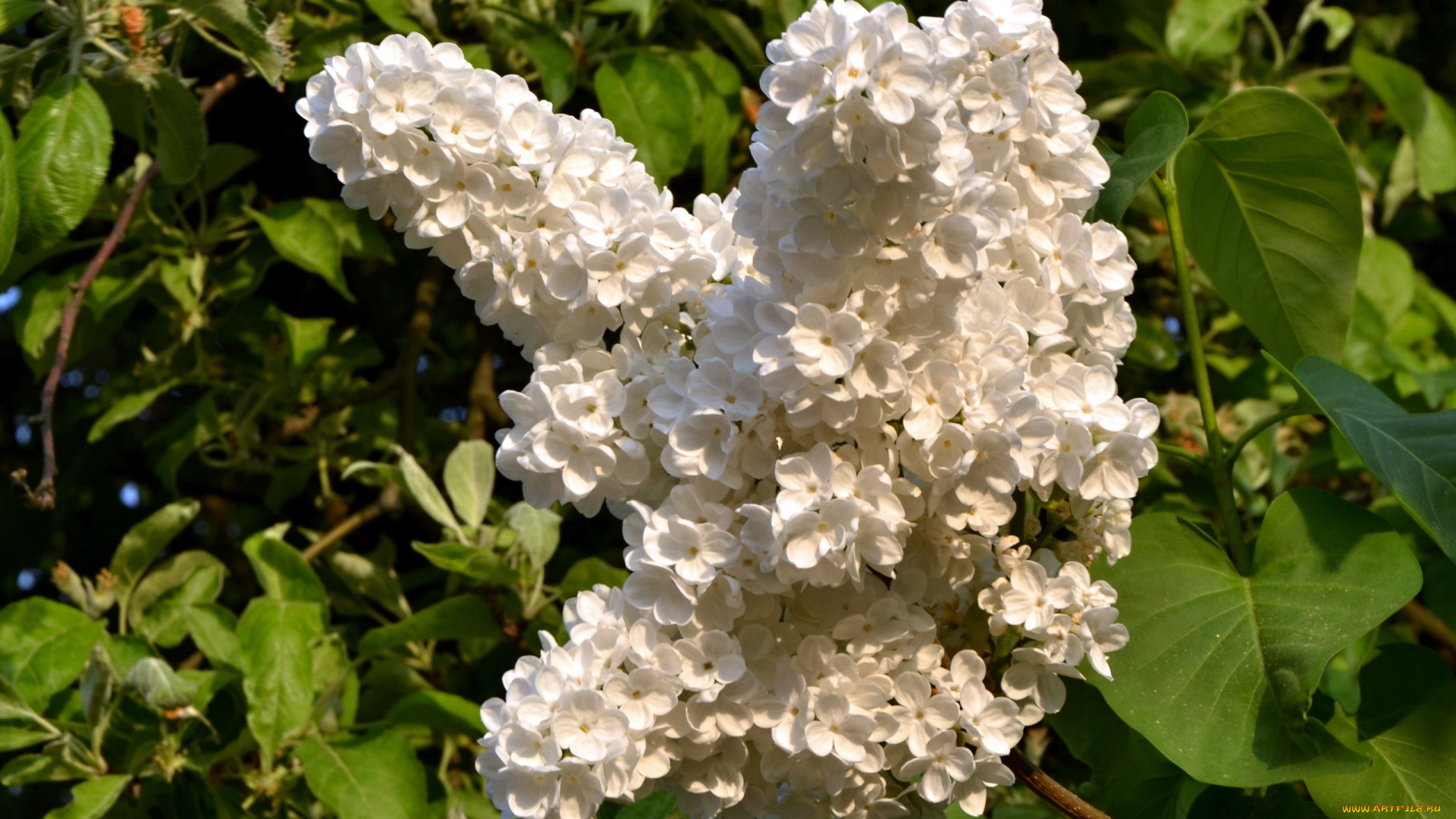 цветы, сирень, белый, ветка