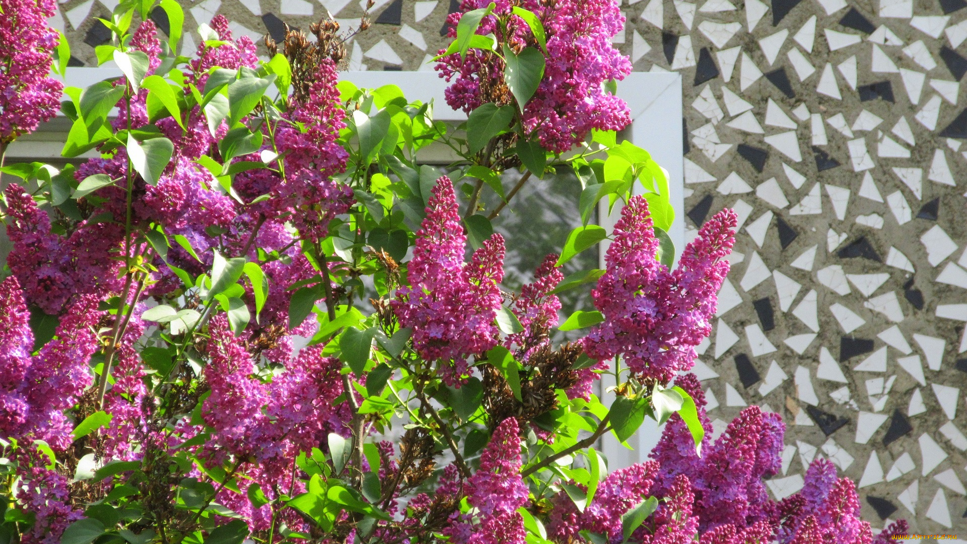 цветы, сирень, весна, 2018