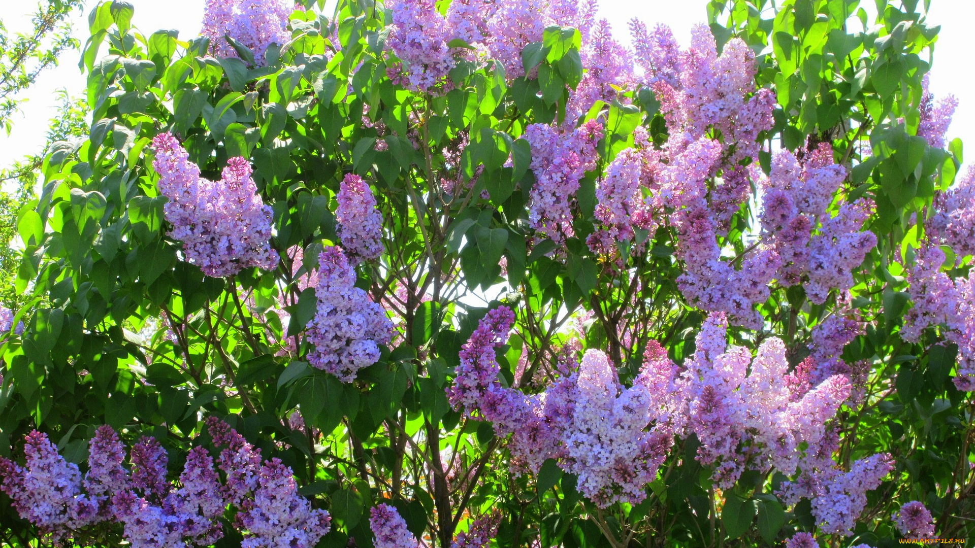 цветы, сирень, весна, 2018