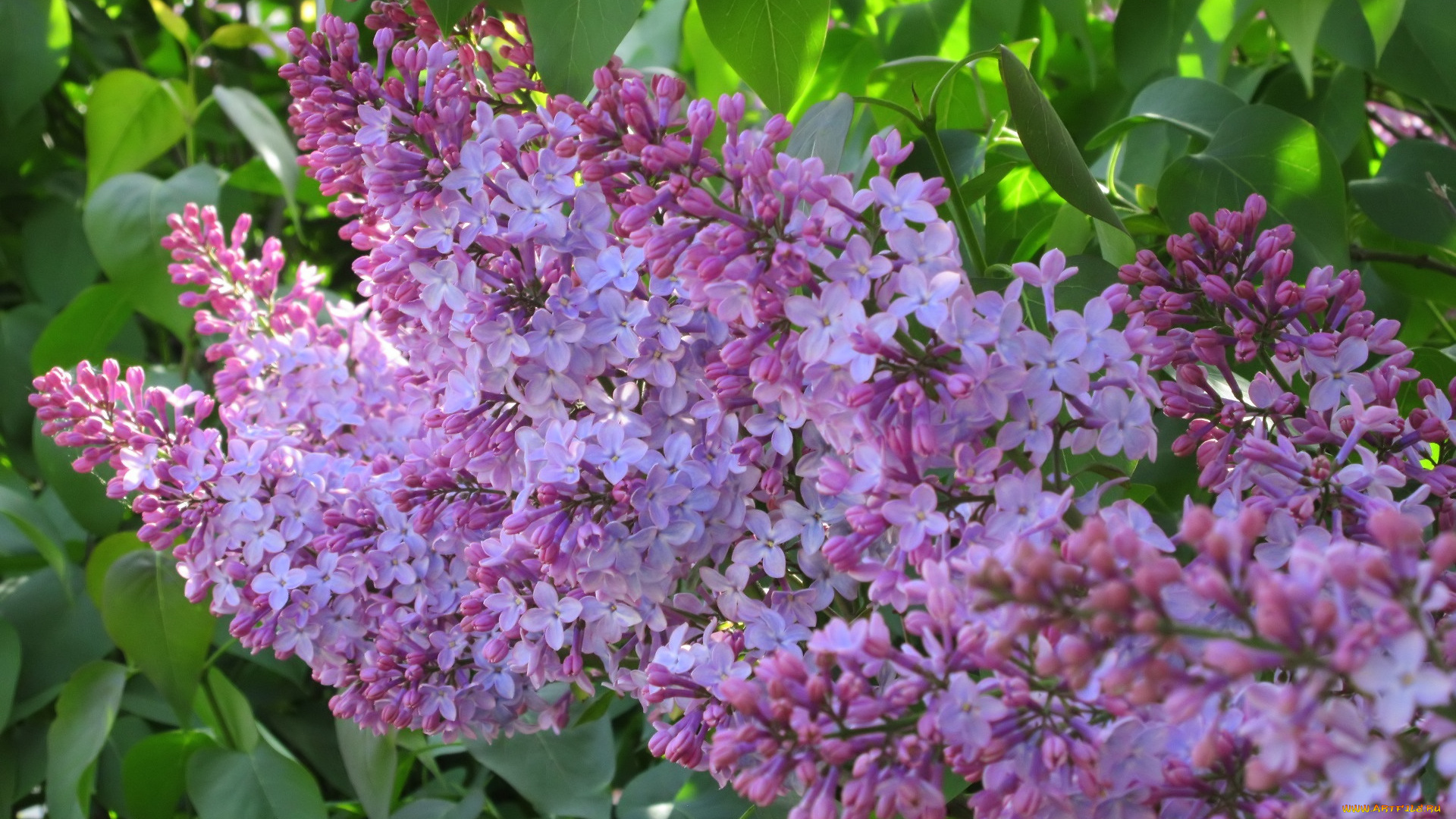 цветы, сирень, весна, 2018