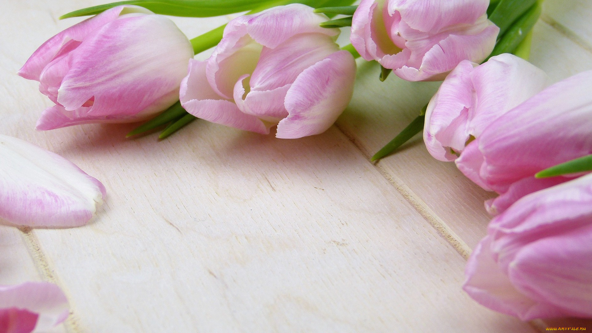 цветы, тюльпаны