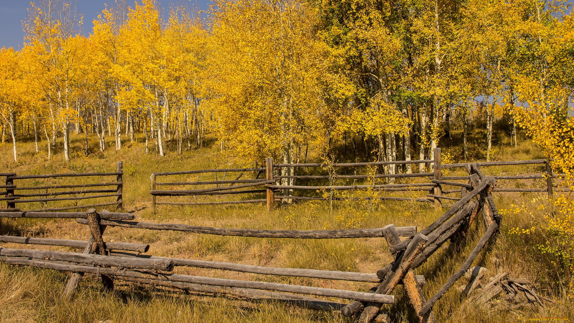природа, лес, осень, забор, деревья