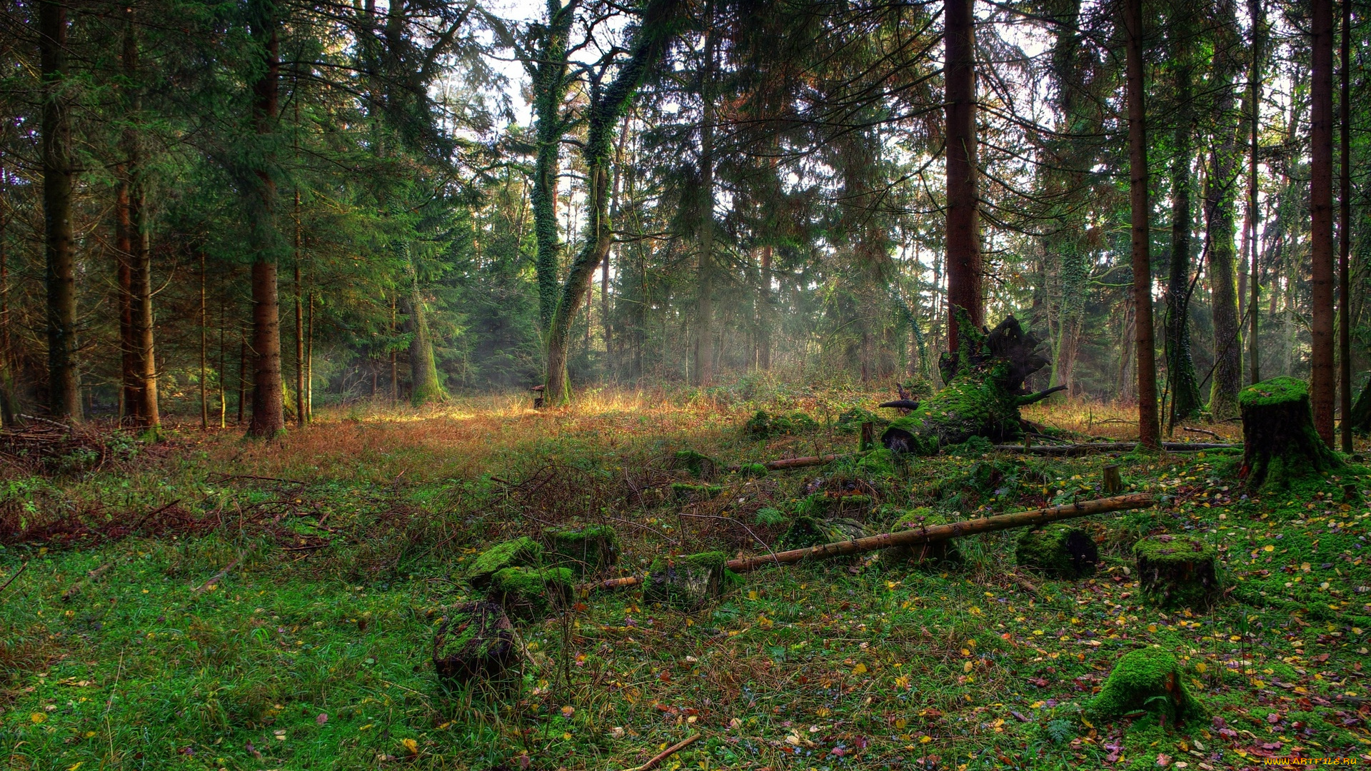 природа, лес, пейзаж, пни, осень