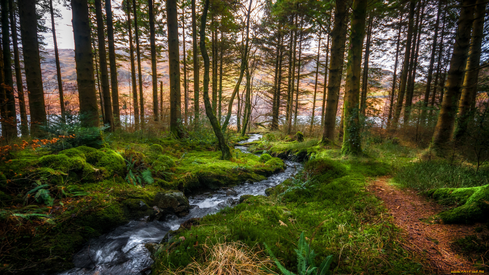 природа, лес, простор