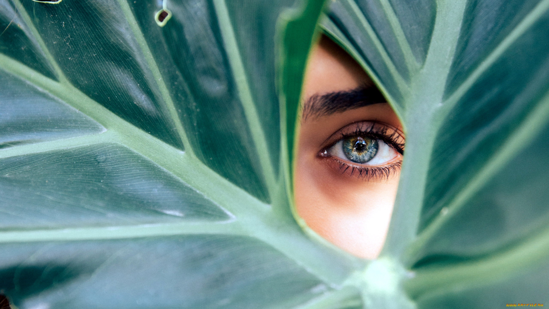 разное, глаза, девушка, лист, глаз