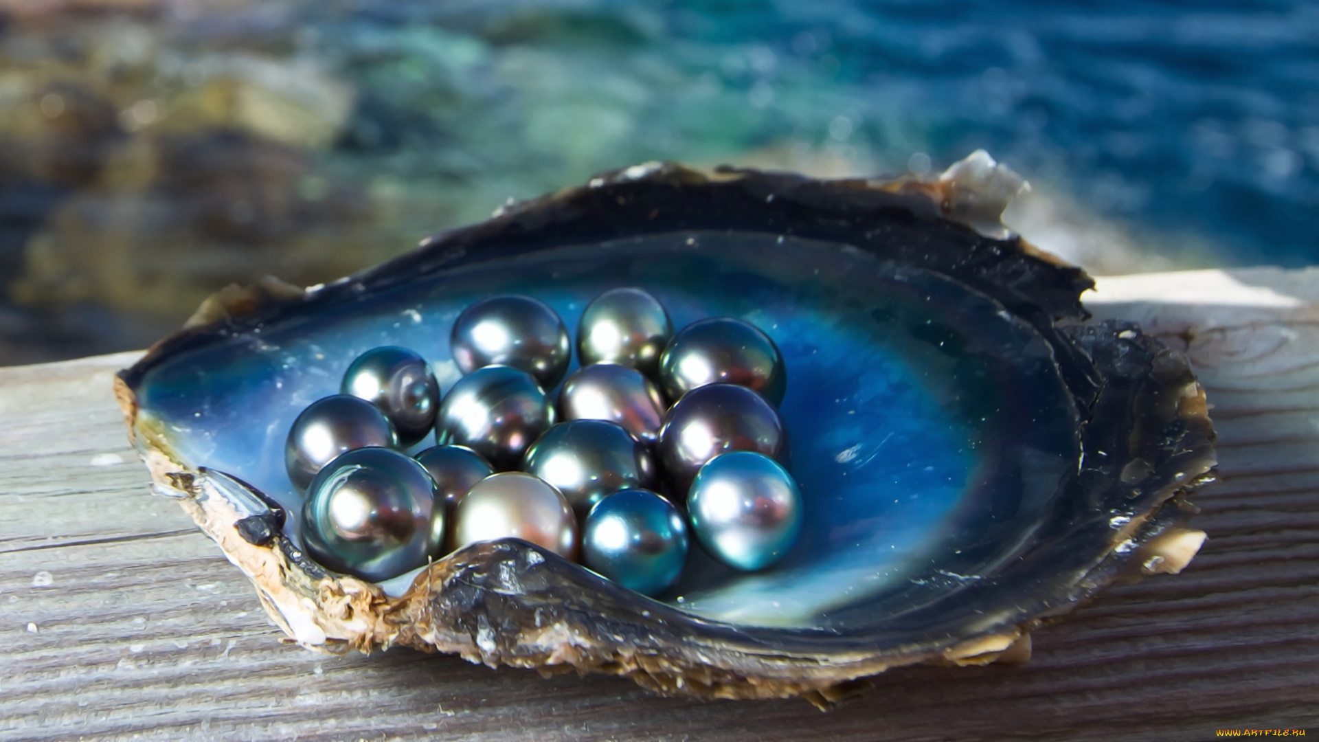 разное, ракушки, , кораллы, , декоративные, и, spa-камни, ракушка, море, жемчужины, свет, блеск, черный, жемчуг