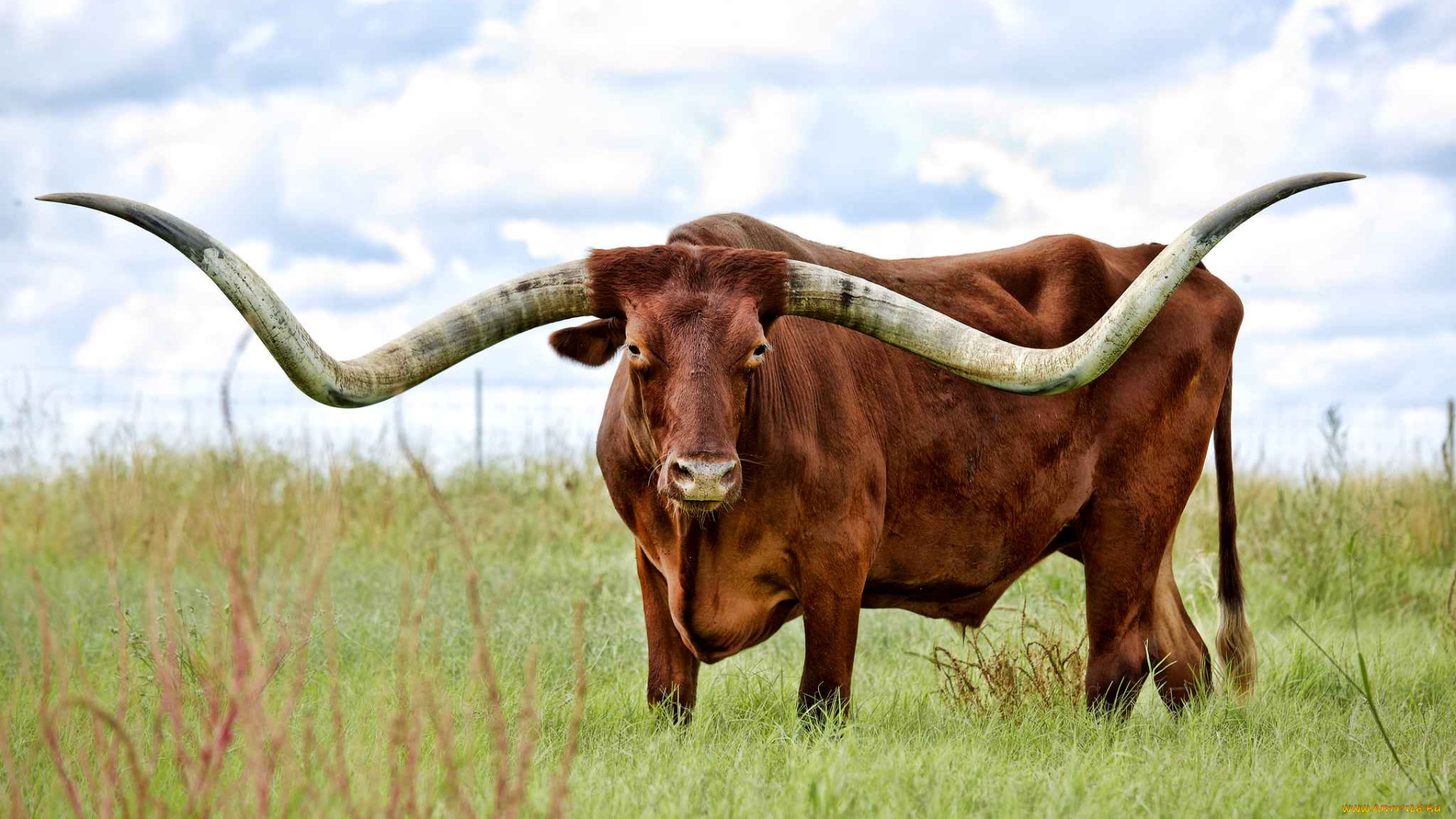 животные, коровы, , буйволы, рога, корова