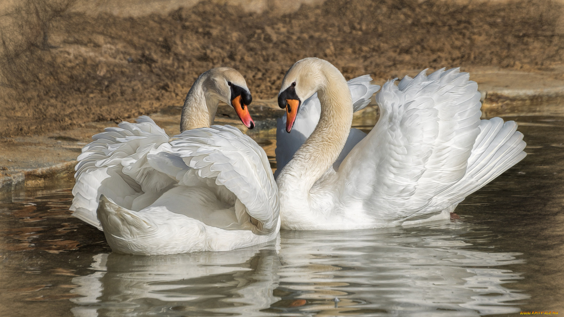 животные, лебеди, птичка