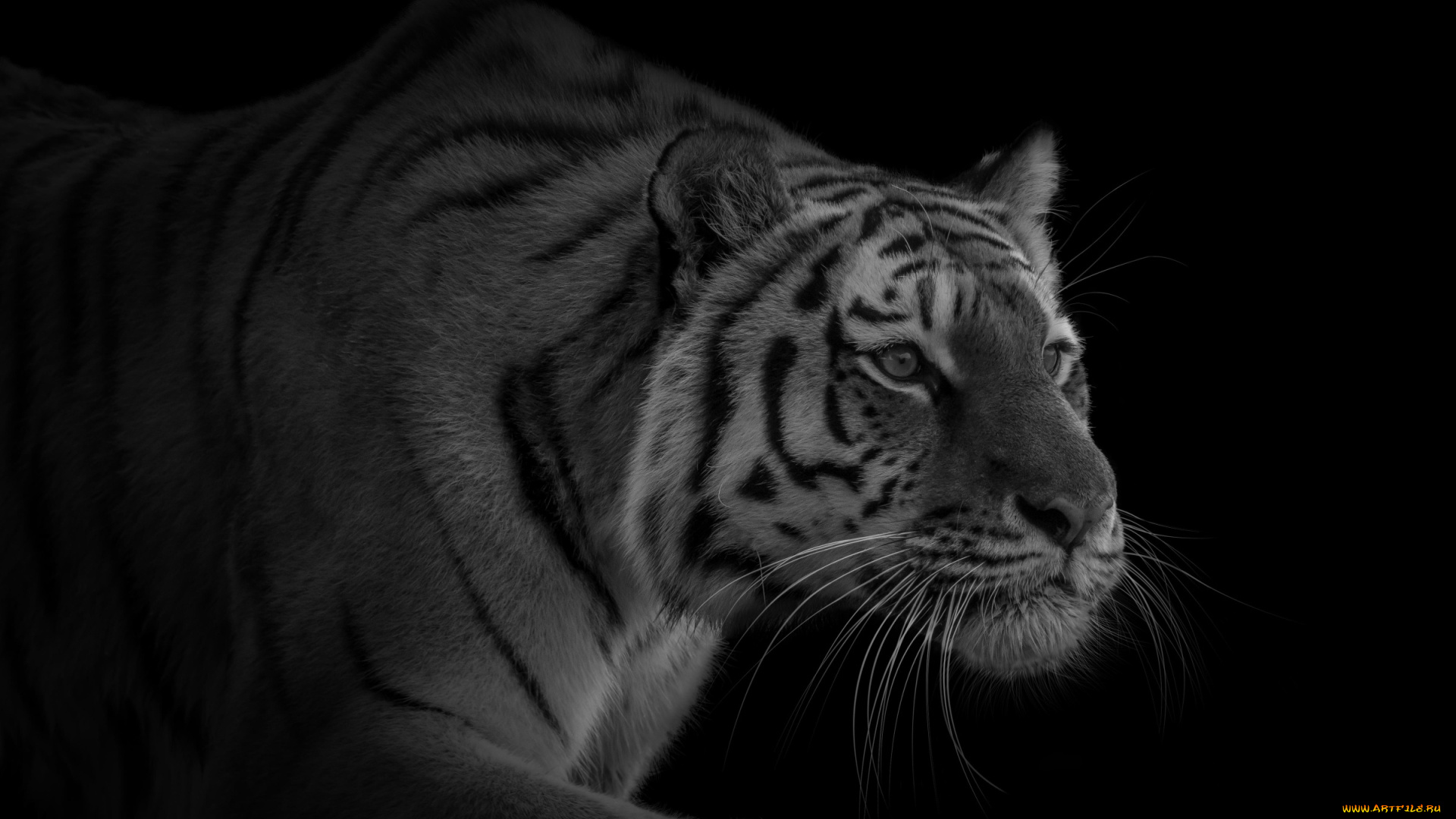 животные, тигры, тигр, красавец, крадется, хищник