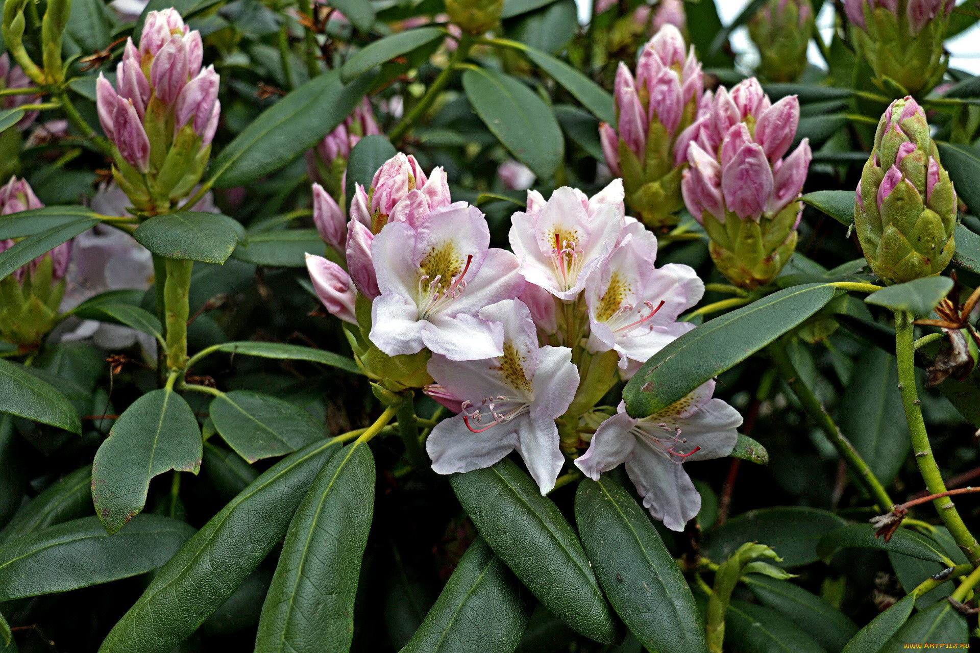 цветы, рододендроны, , азалии, куст