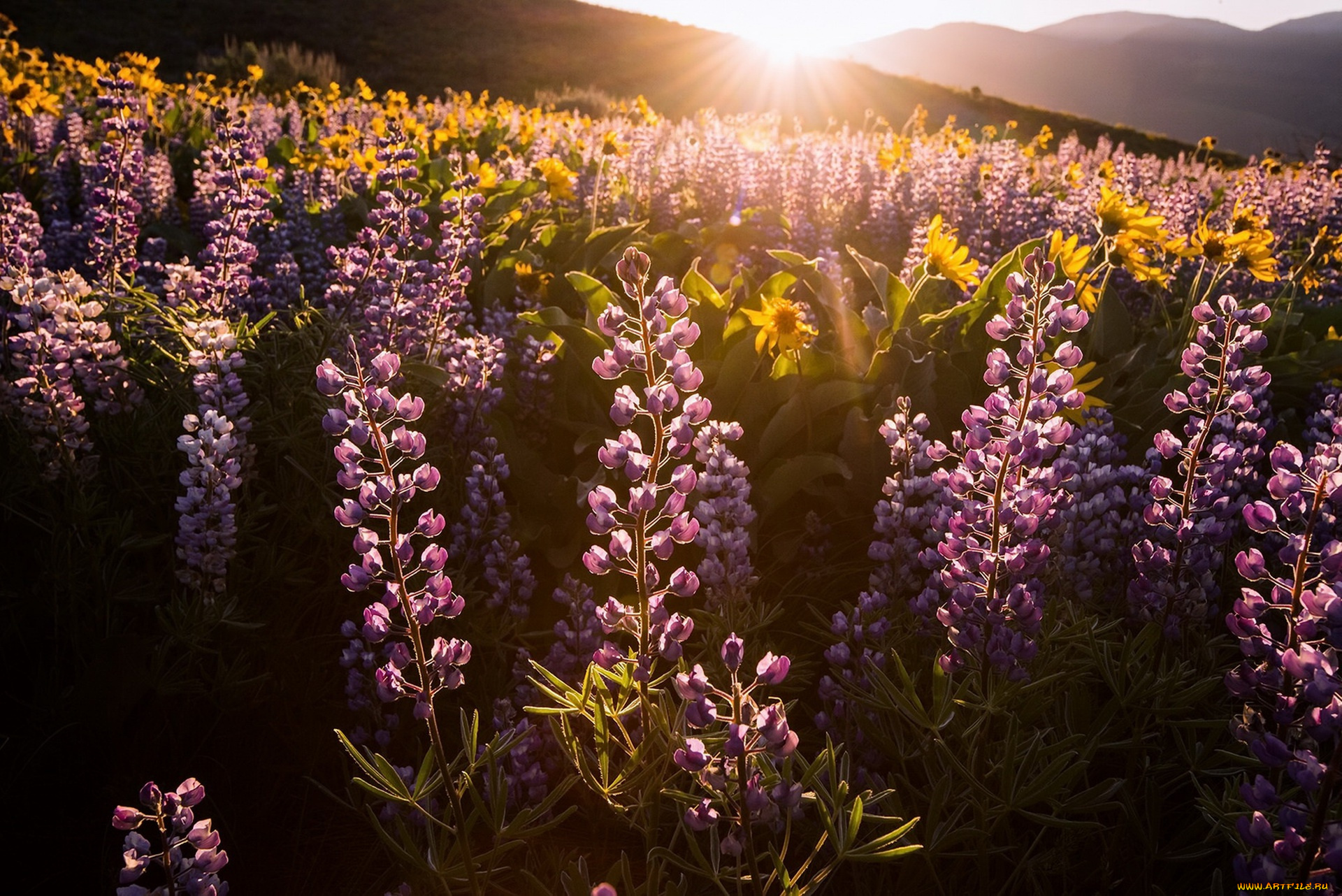 цветы, разные, вместе, свет, утро