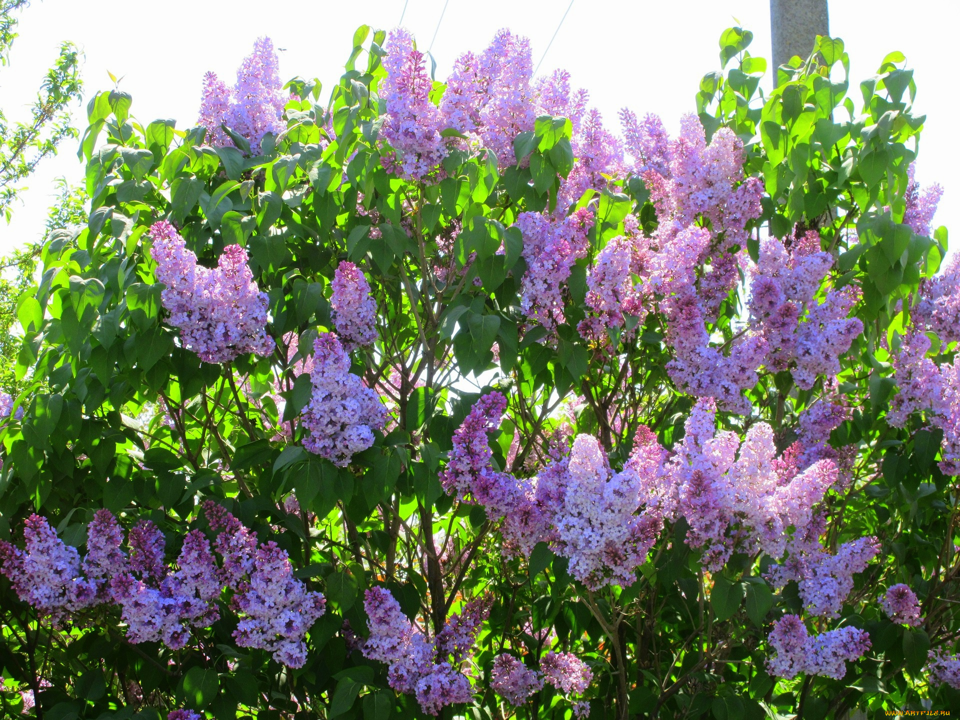 цветы, сирень, весна, 2018