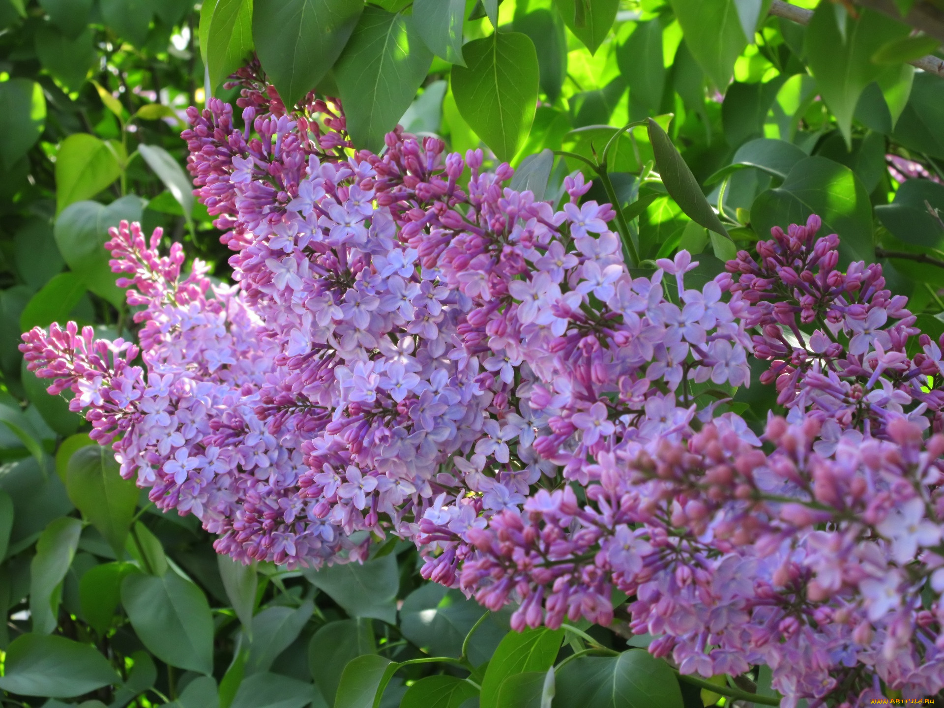 цветы, сирень, весна, 2018