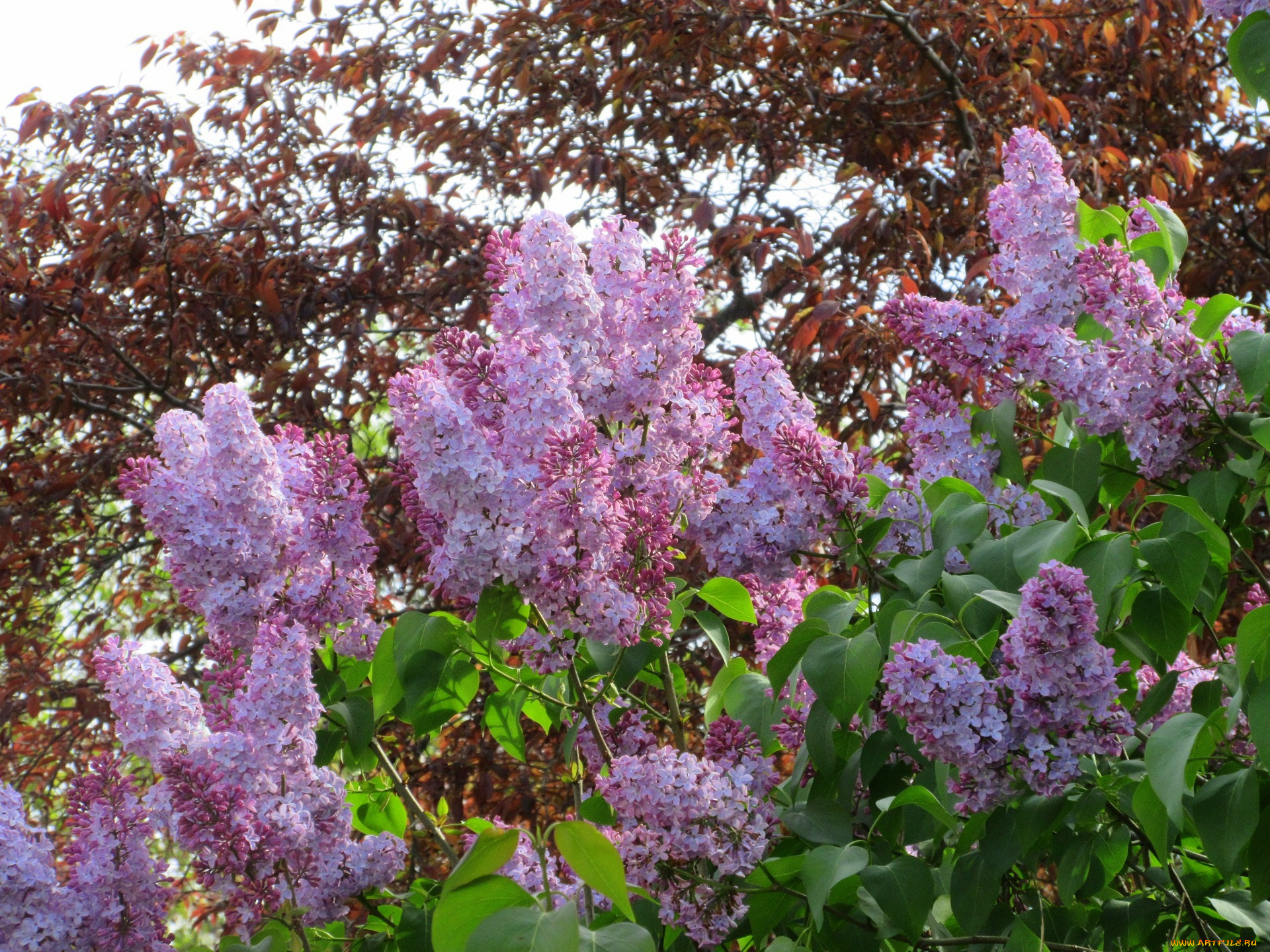 цветы, сирень, весна, 2018