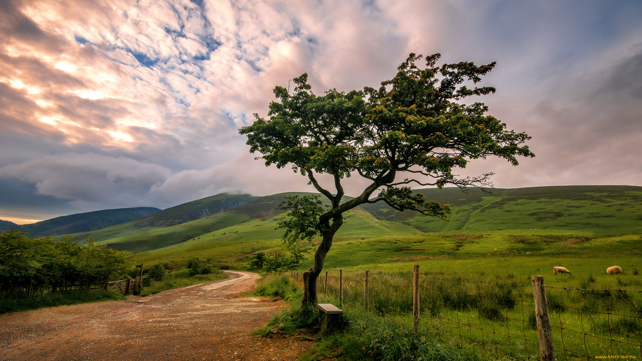 природа, деревья, простор