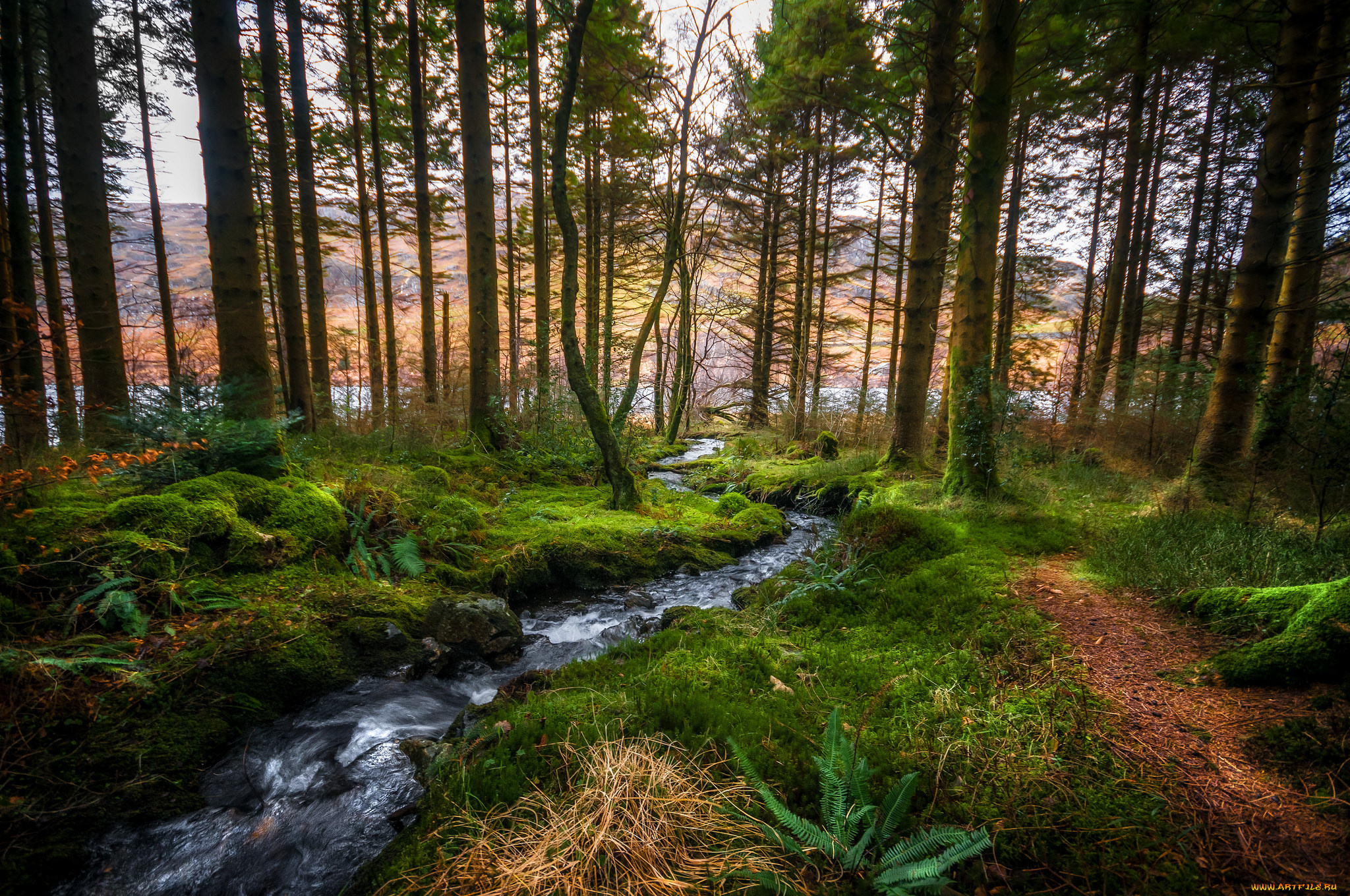 природа, лес, простор