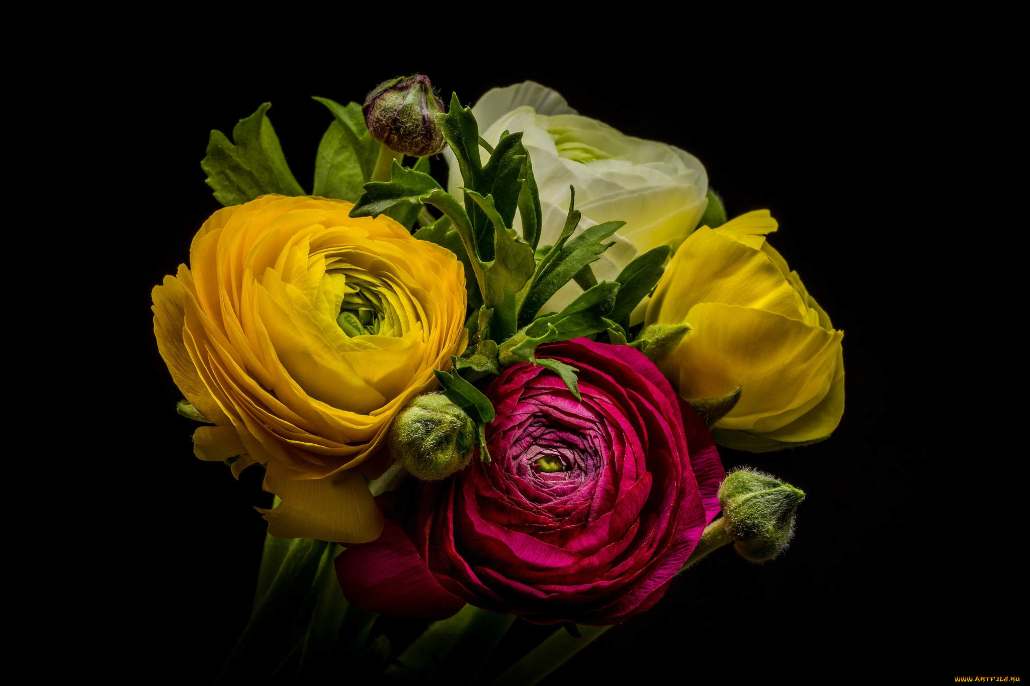цветы, ранункулюс, , азиатский, лютик, ранункулюс, лютик, букет