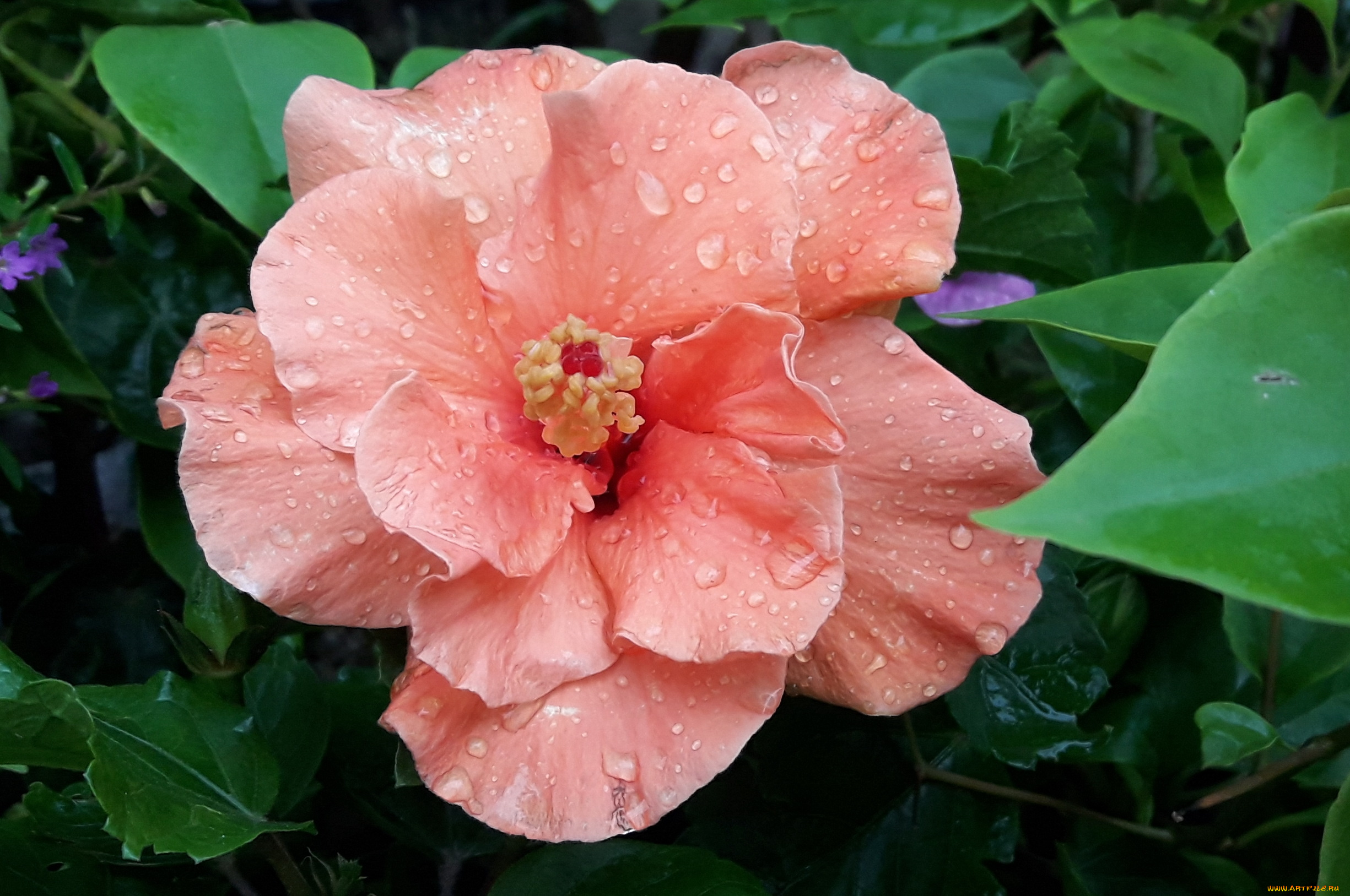 цветы, гибискусы, макро