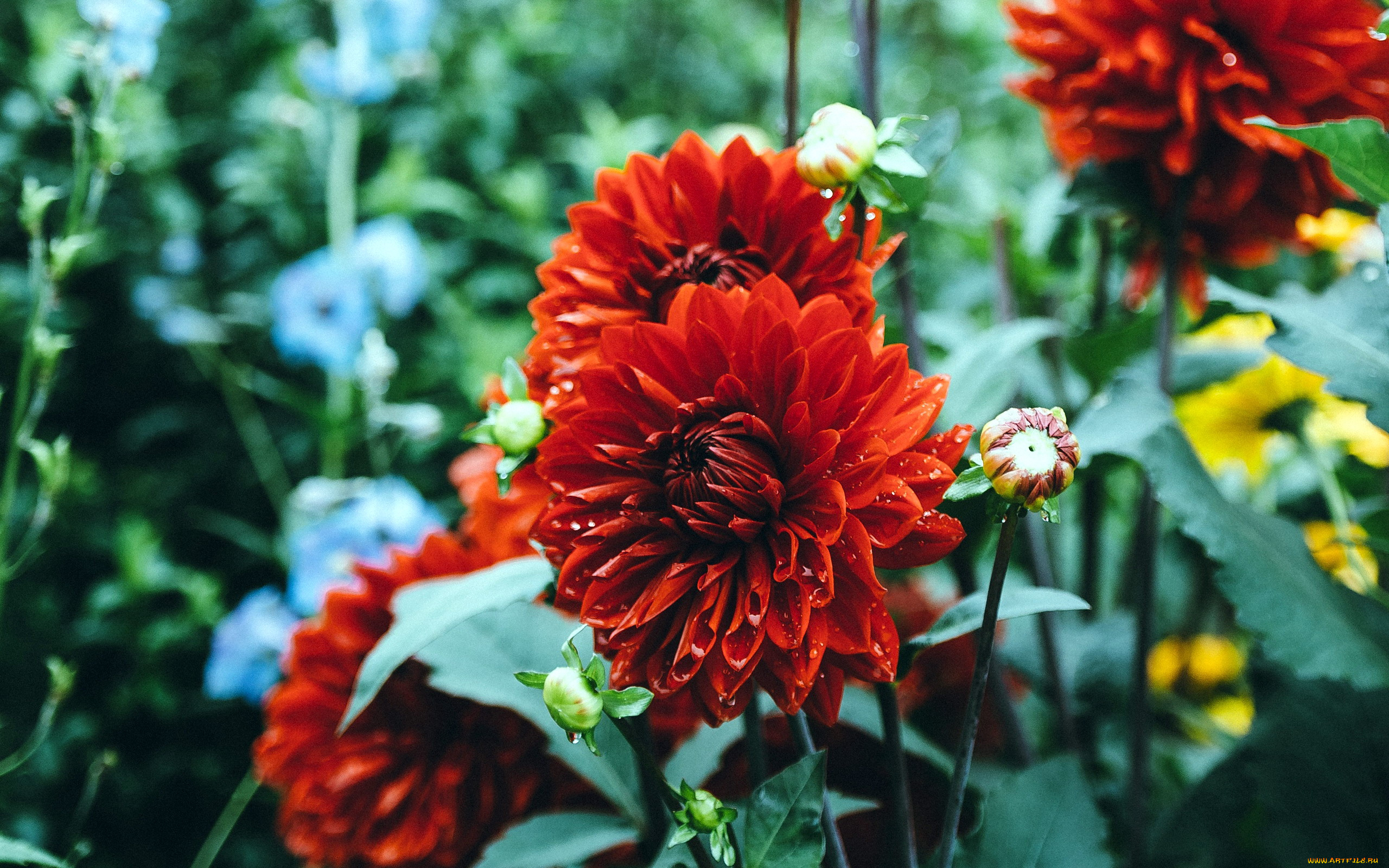 цветы, георгины, алый