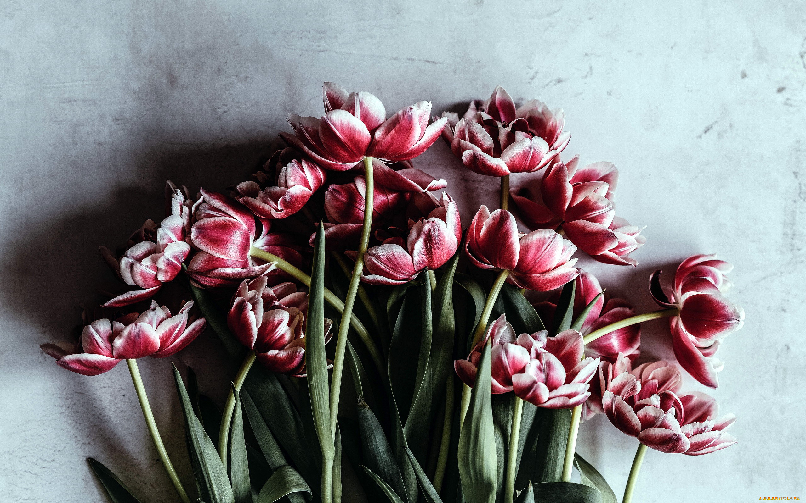 цветы, тюльпаны, бутоны