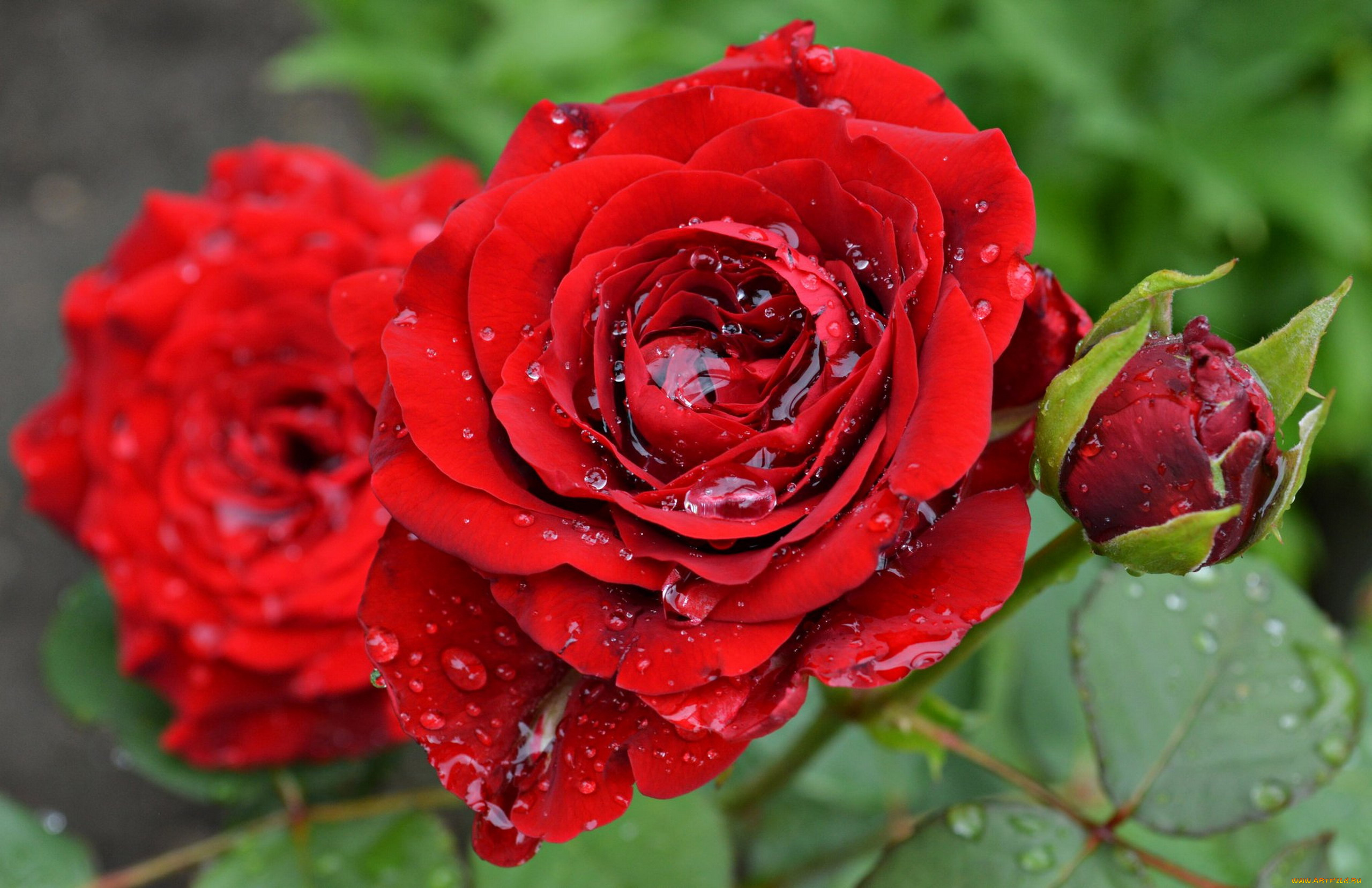 цветы, розы, капли