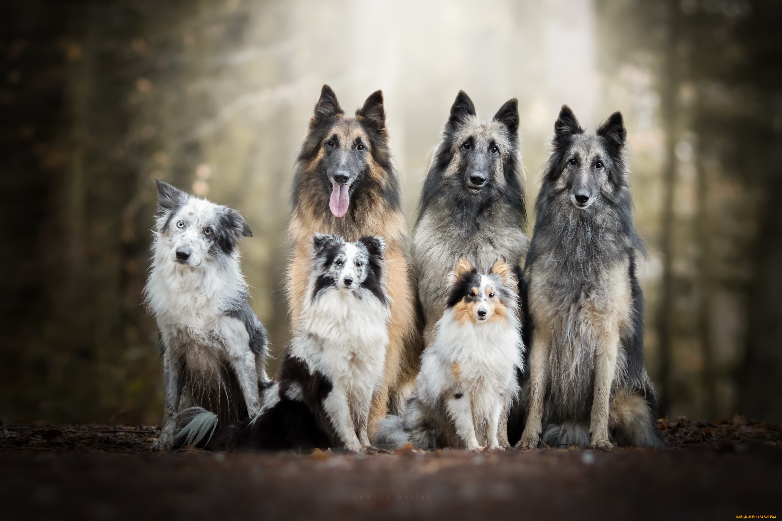 животные, собаки, природа, друзья