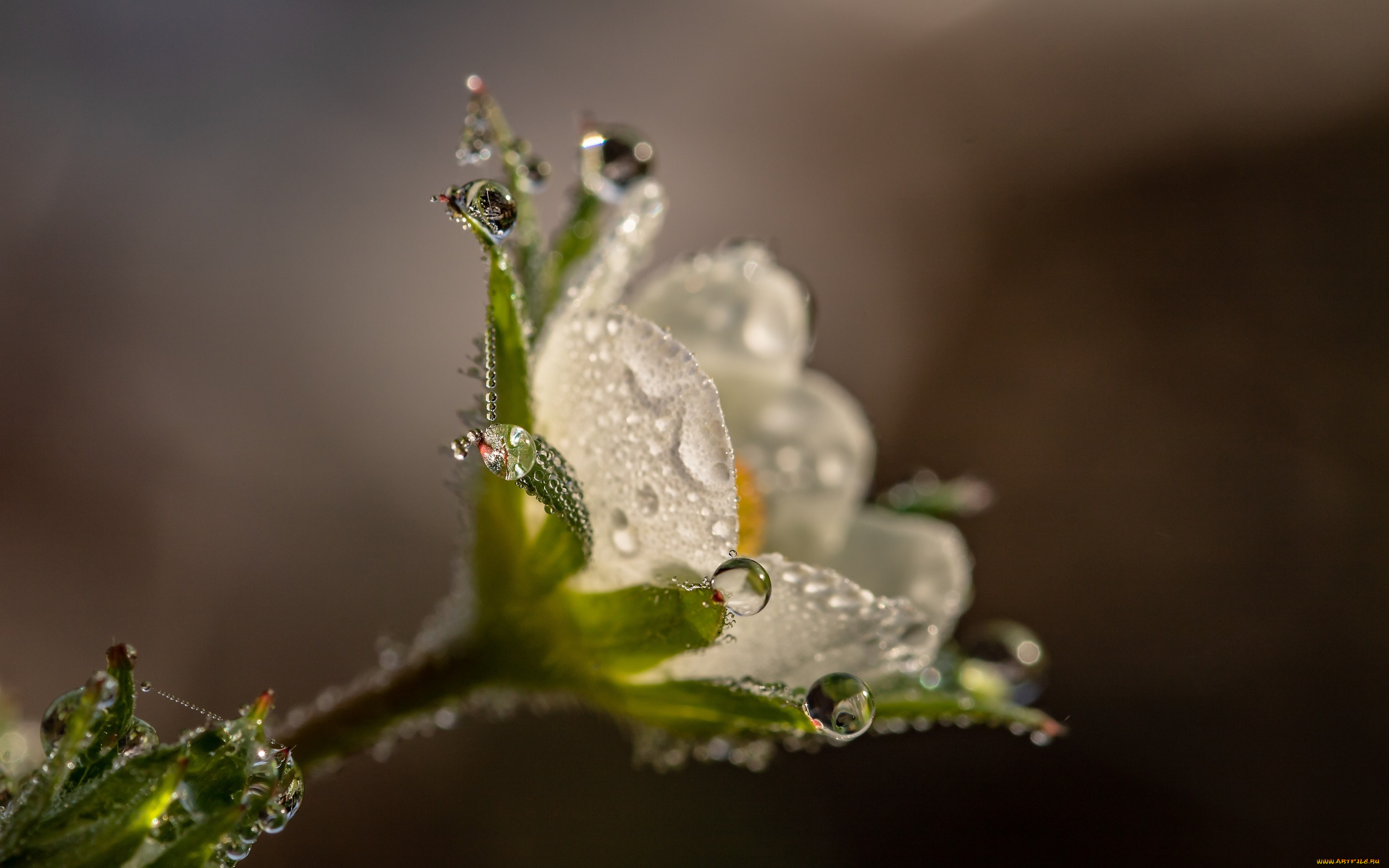 цветы, цветущие, овощи, , ягоды, макро, фон, природа, роса, цветок, капли